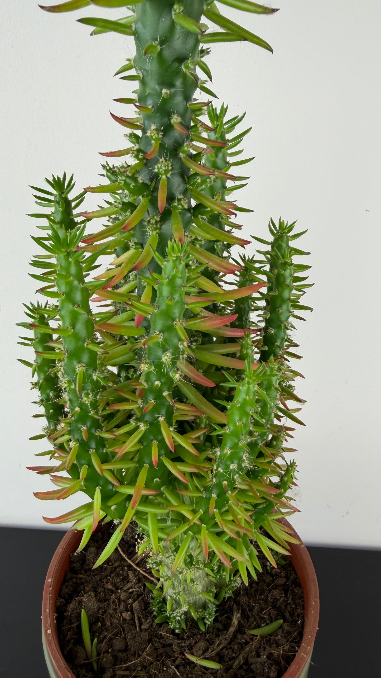 Austrocylindropuntia subulata