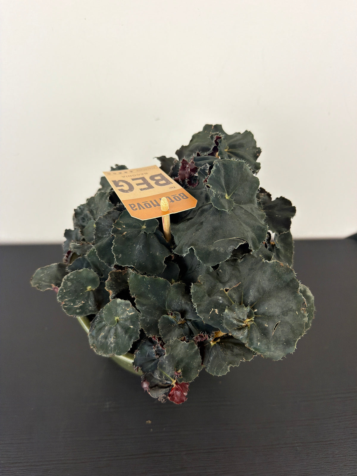Begonia Dark Mamba