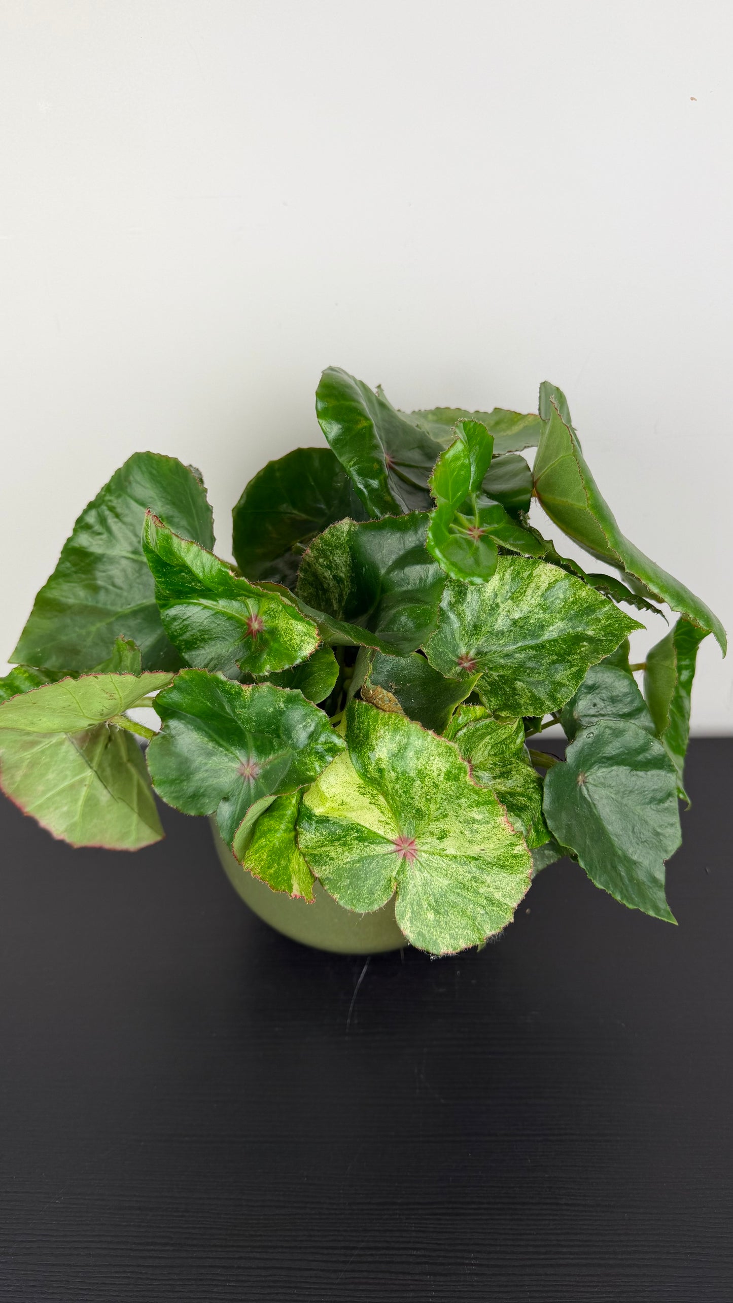 Begonia Rouge Variegata