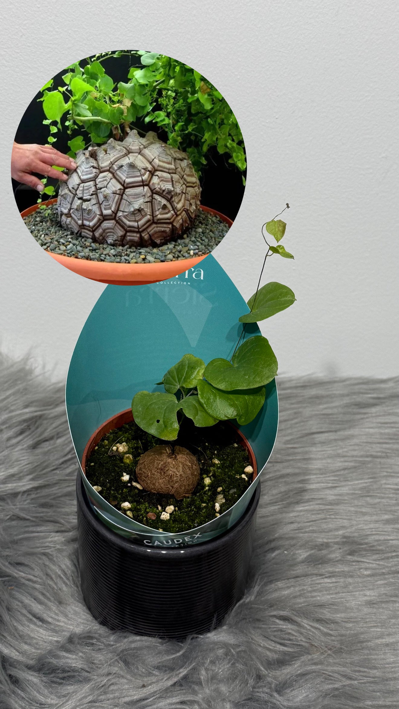 Dioscorea Elephantipes – www.augi-plants.lv
