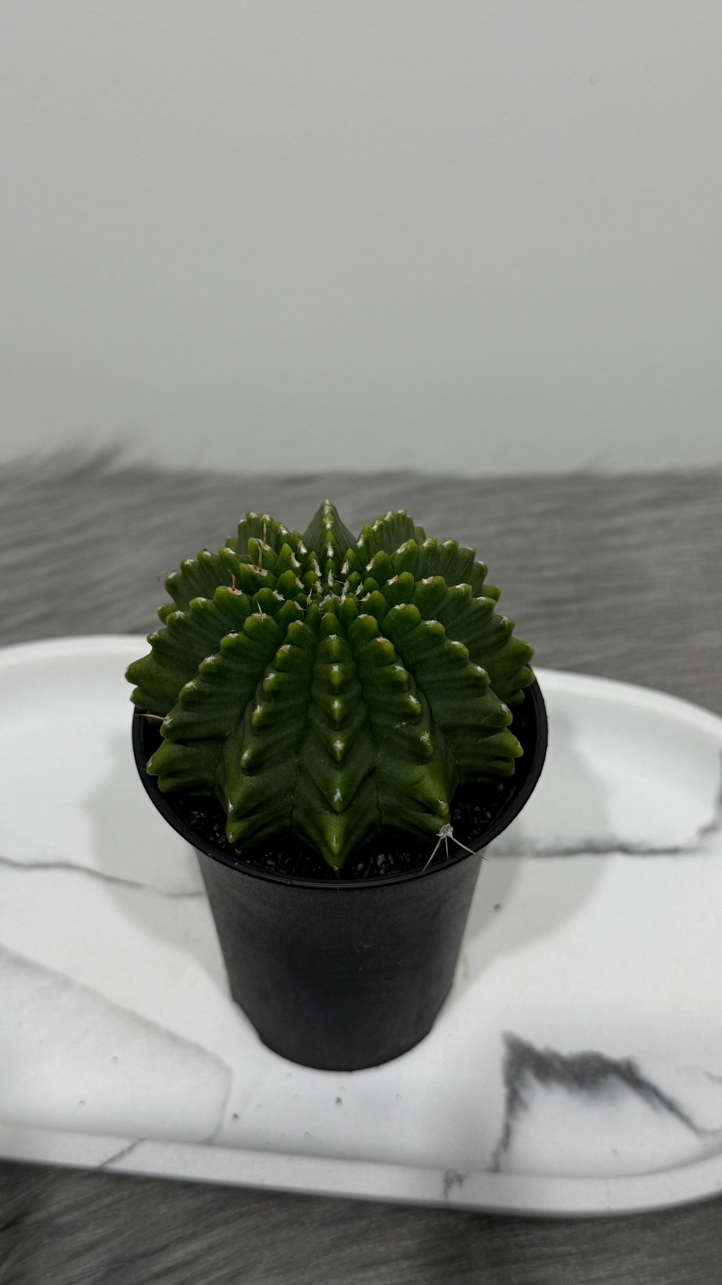 Gymnocalycium Spineless