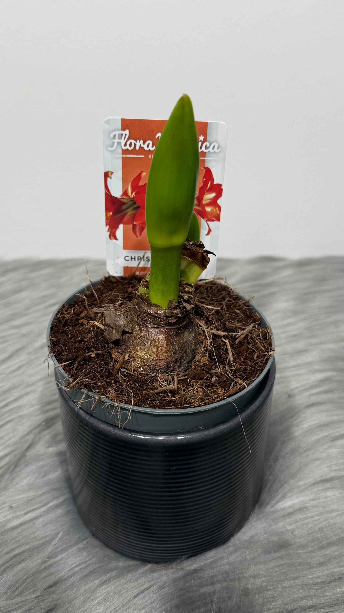 Hippeastrum Christmas Star
