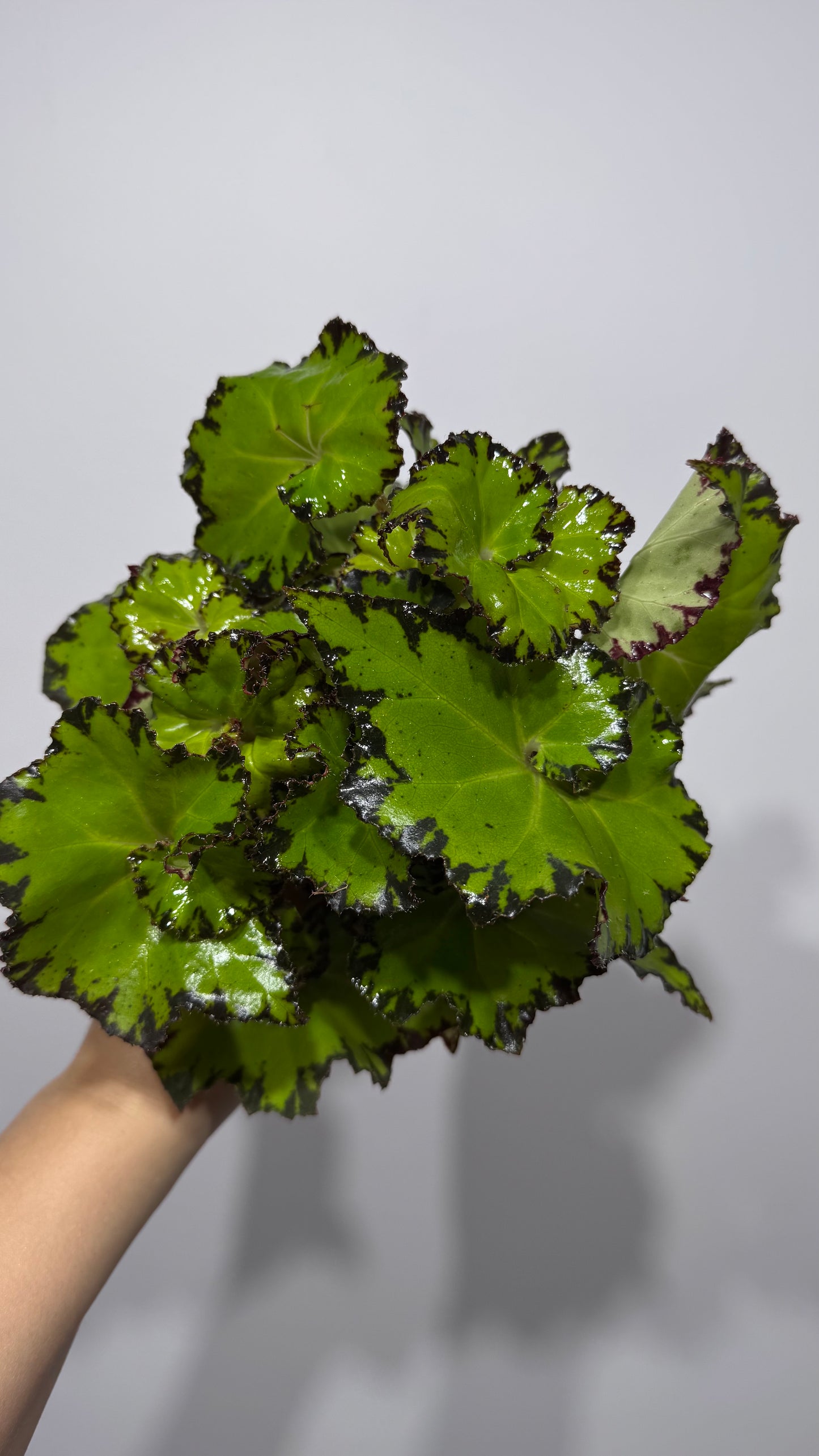 Begonia Rex 5