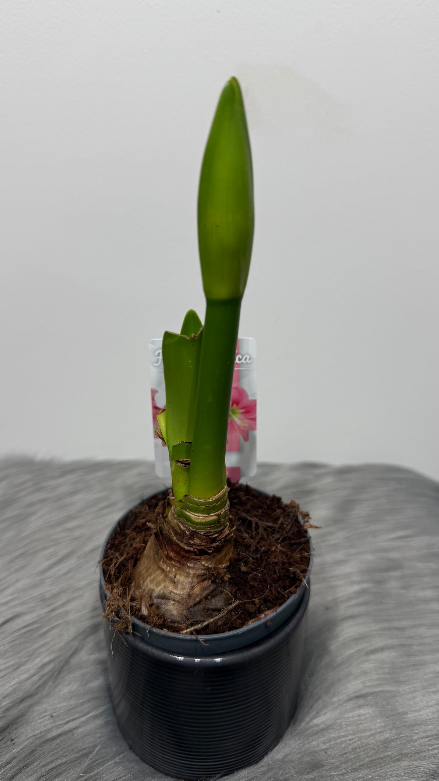 Hippeastrum Amalfi