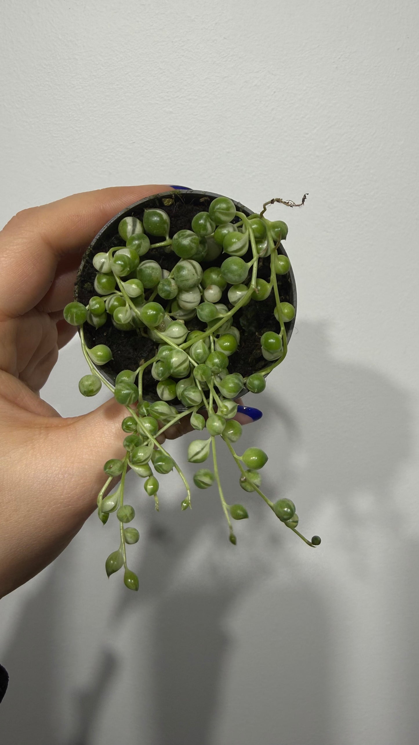 Senecio Rowleyanus Variegata