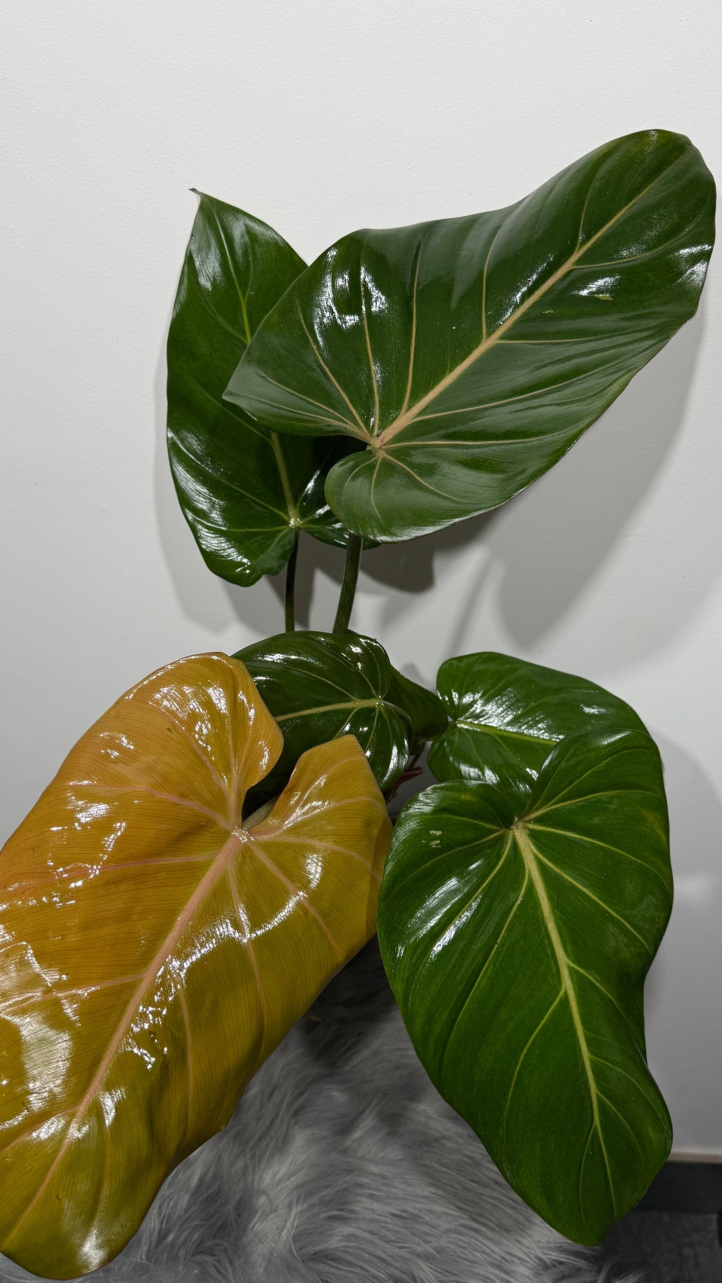 Philodendron Summer Glory