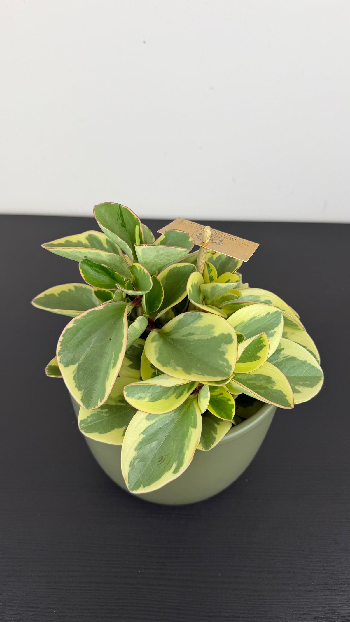 Peperomia Obtipan Bicolor