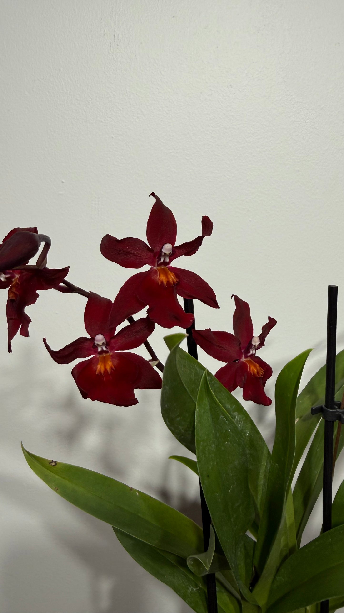 Orhideja Cambria 8