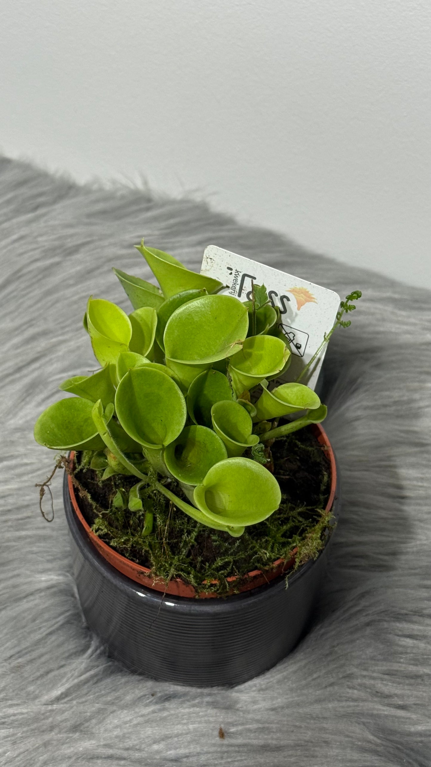 Mušķērājs Heliamphora