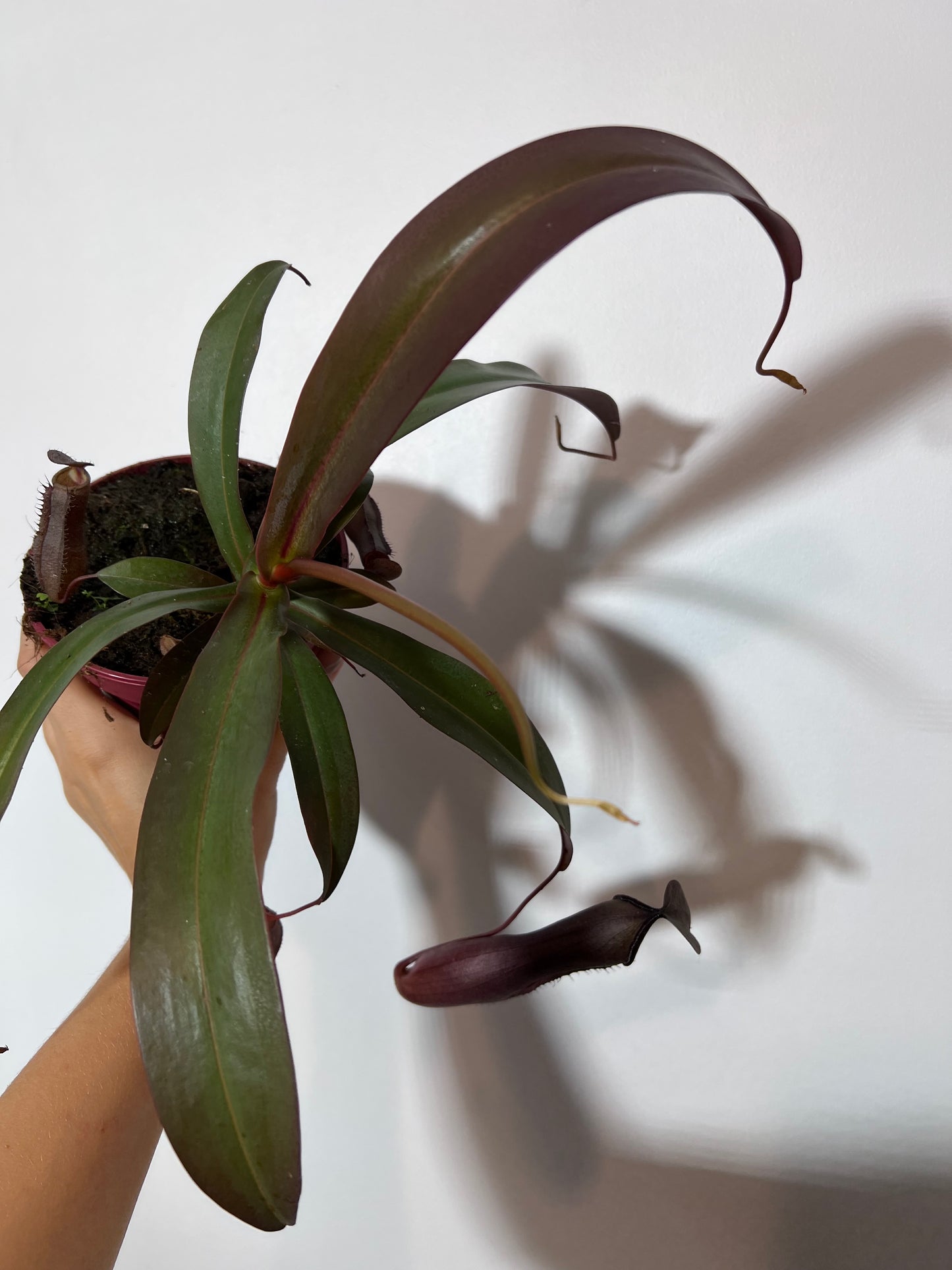 Mušķērājs Nepenthes Rebecca Soper - www.augi-plants.lv