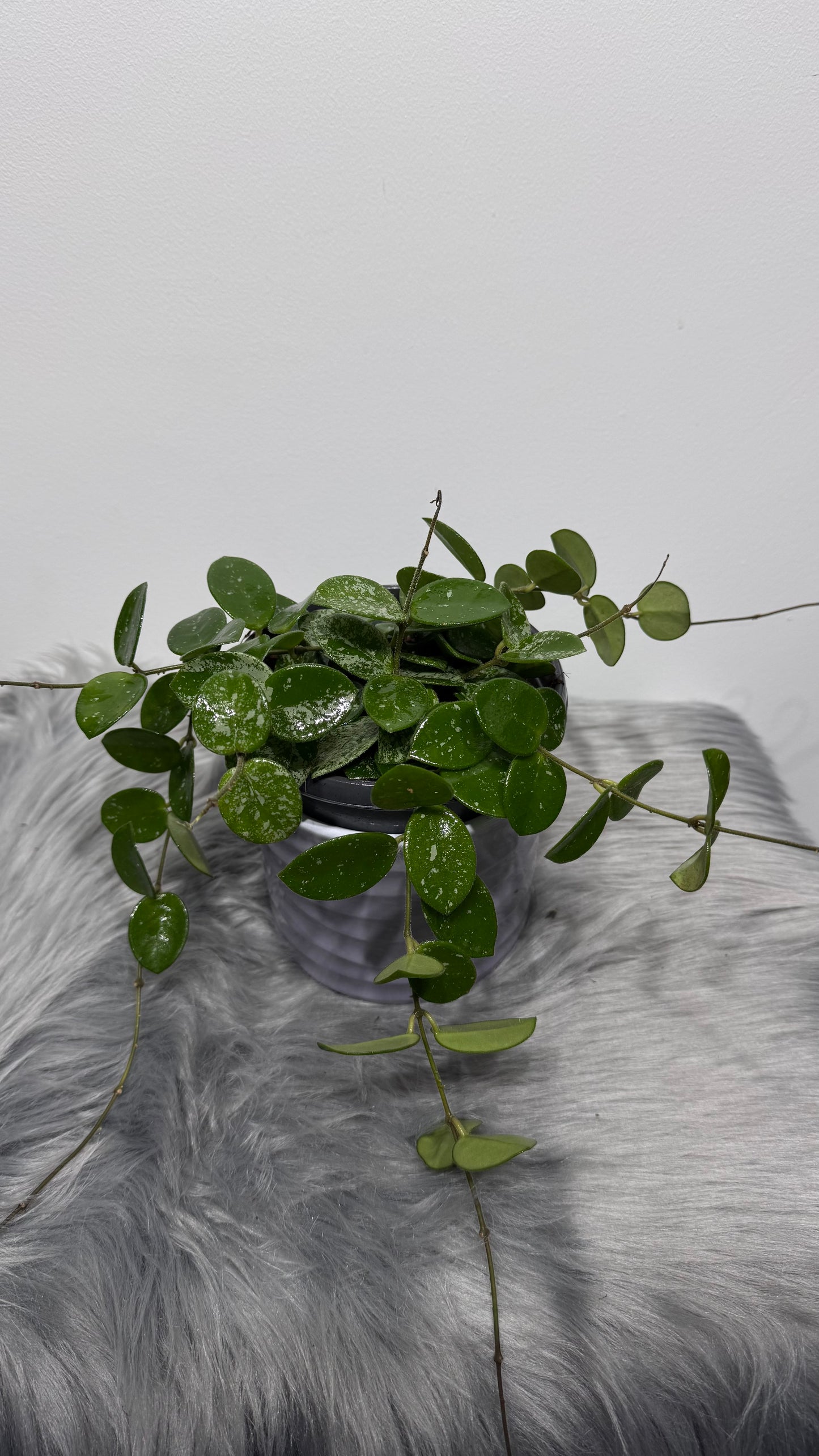 Hoya Mathilde Splash