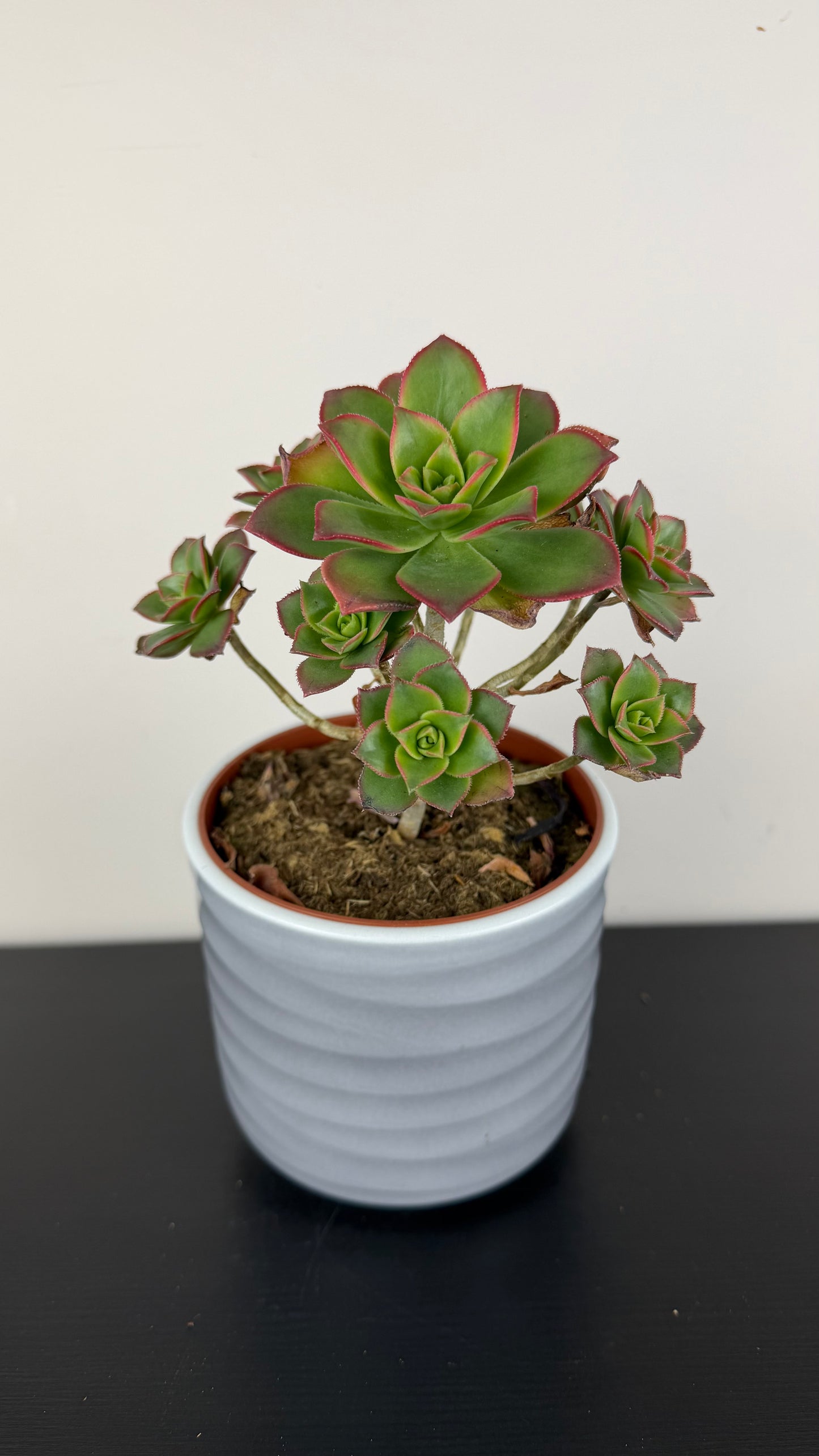 Aeonium 1