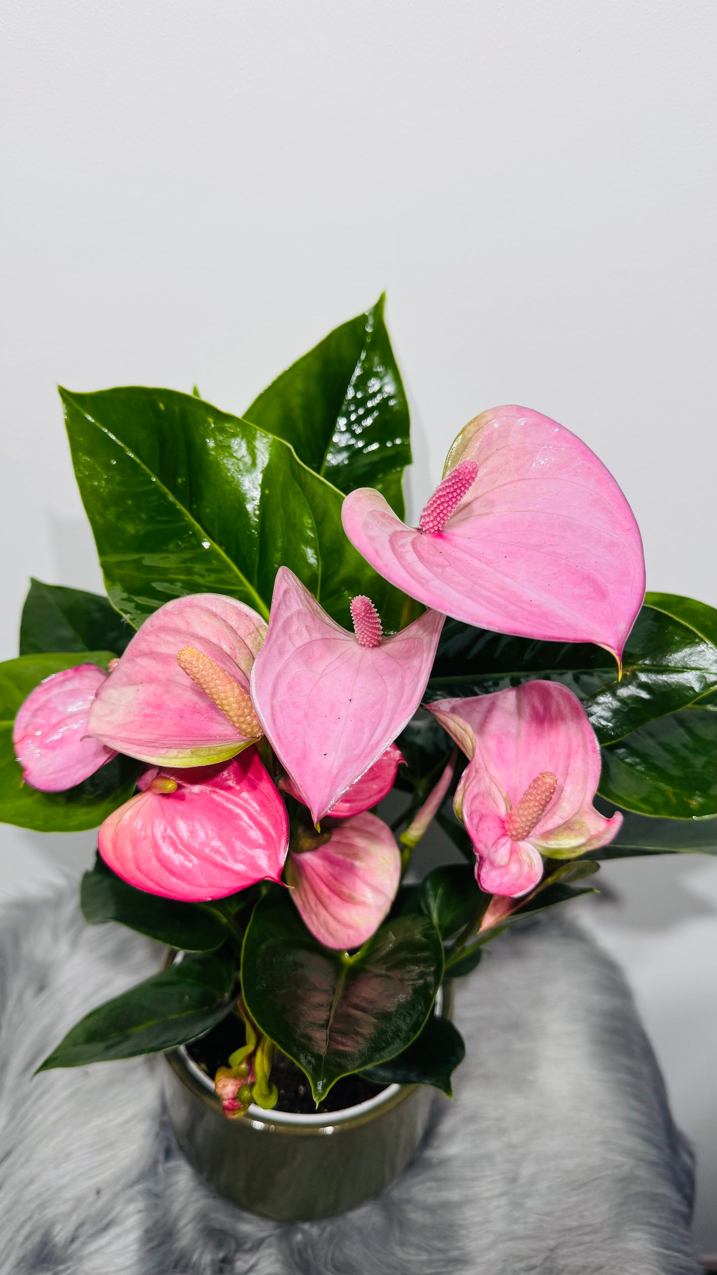 Anthurium Pink