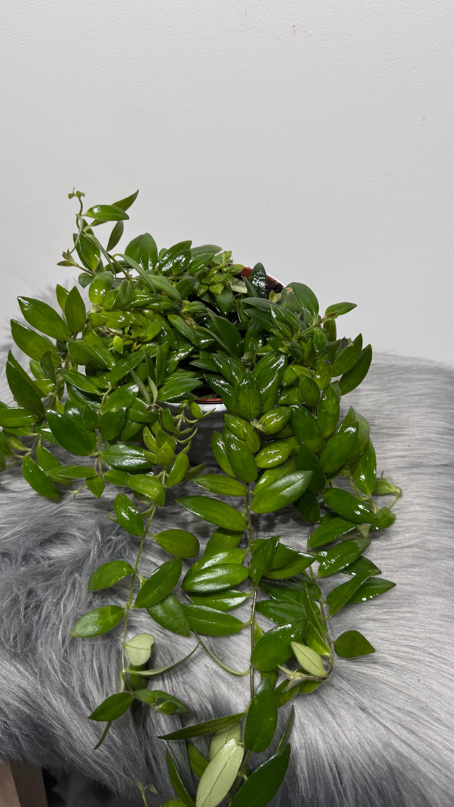 Aeschynanthus Caro Improved/ Lipstick plant
