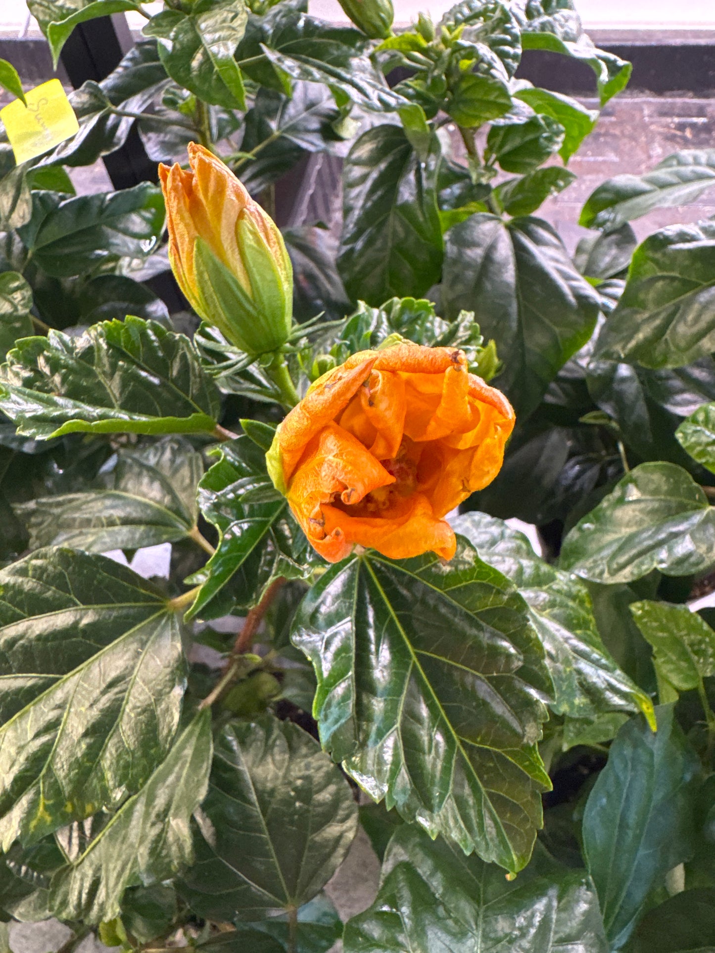 Hibiscus orange