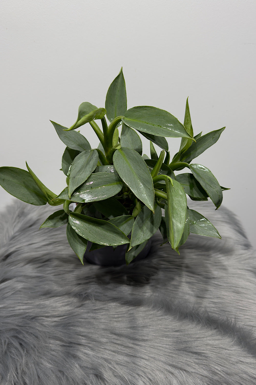 Philodendron Silver