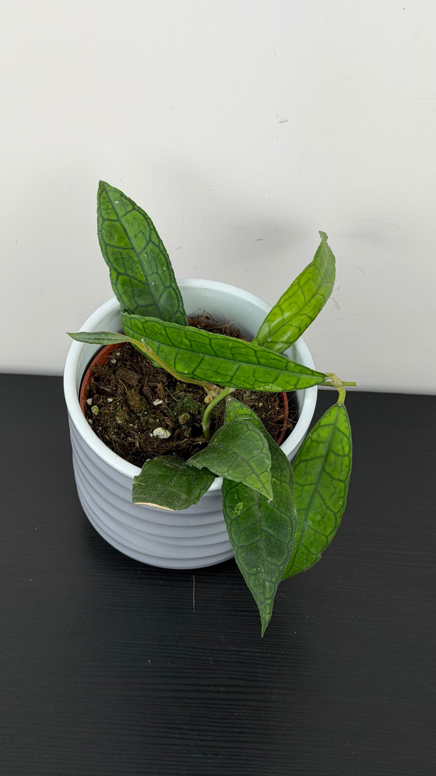 Hoya finlaysonii Sukirin