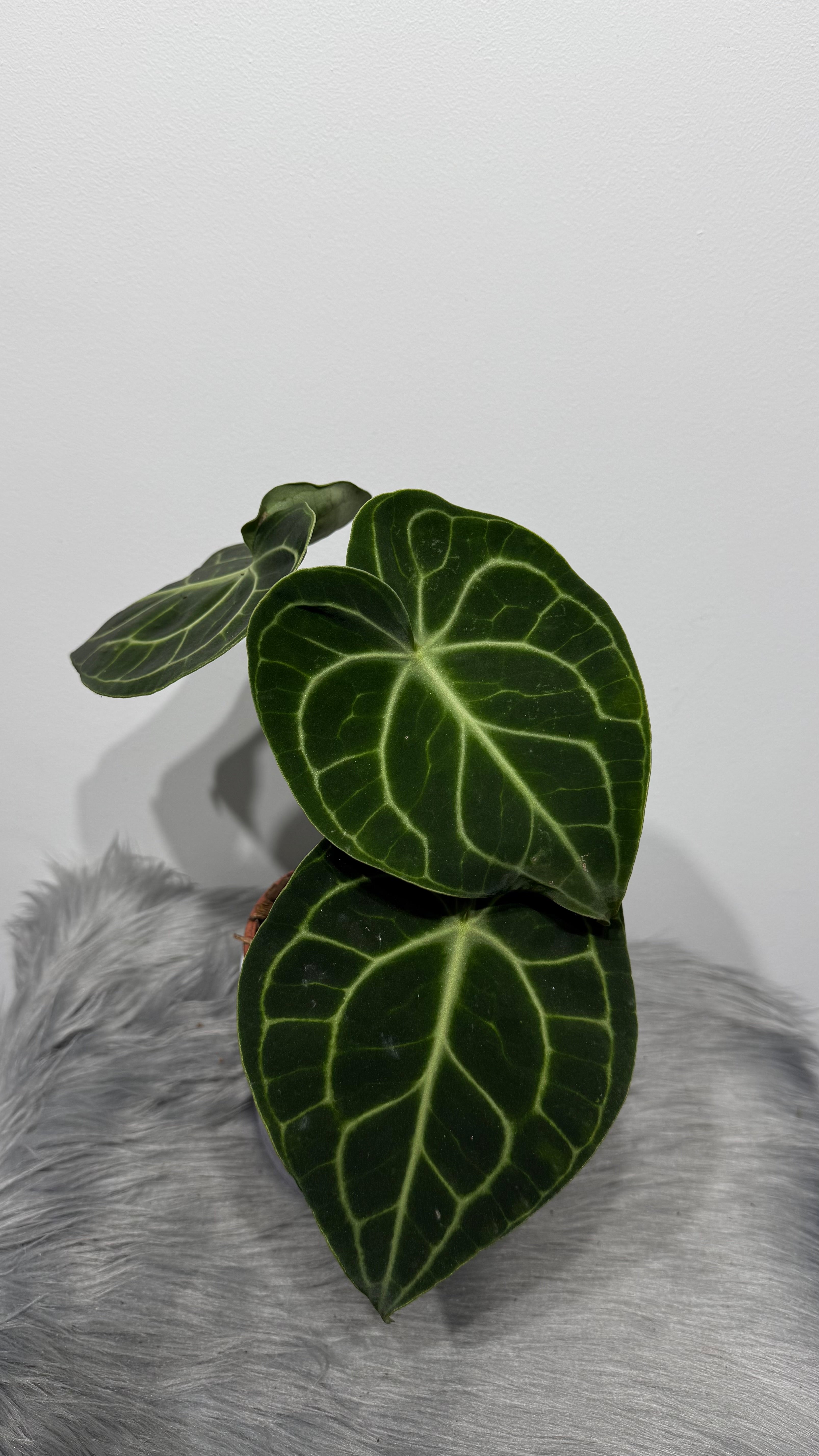 anthurium clarinervium buy australia Anthurium Clarinervium – www.augi-plants.lv