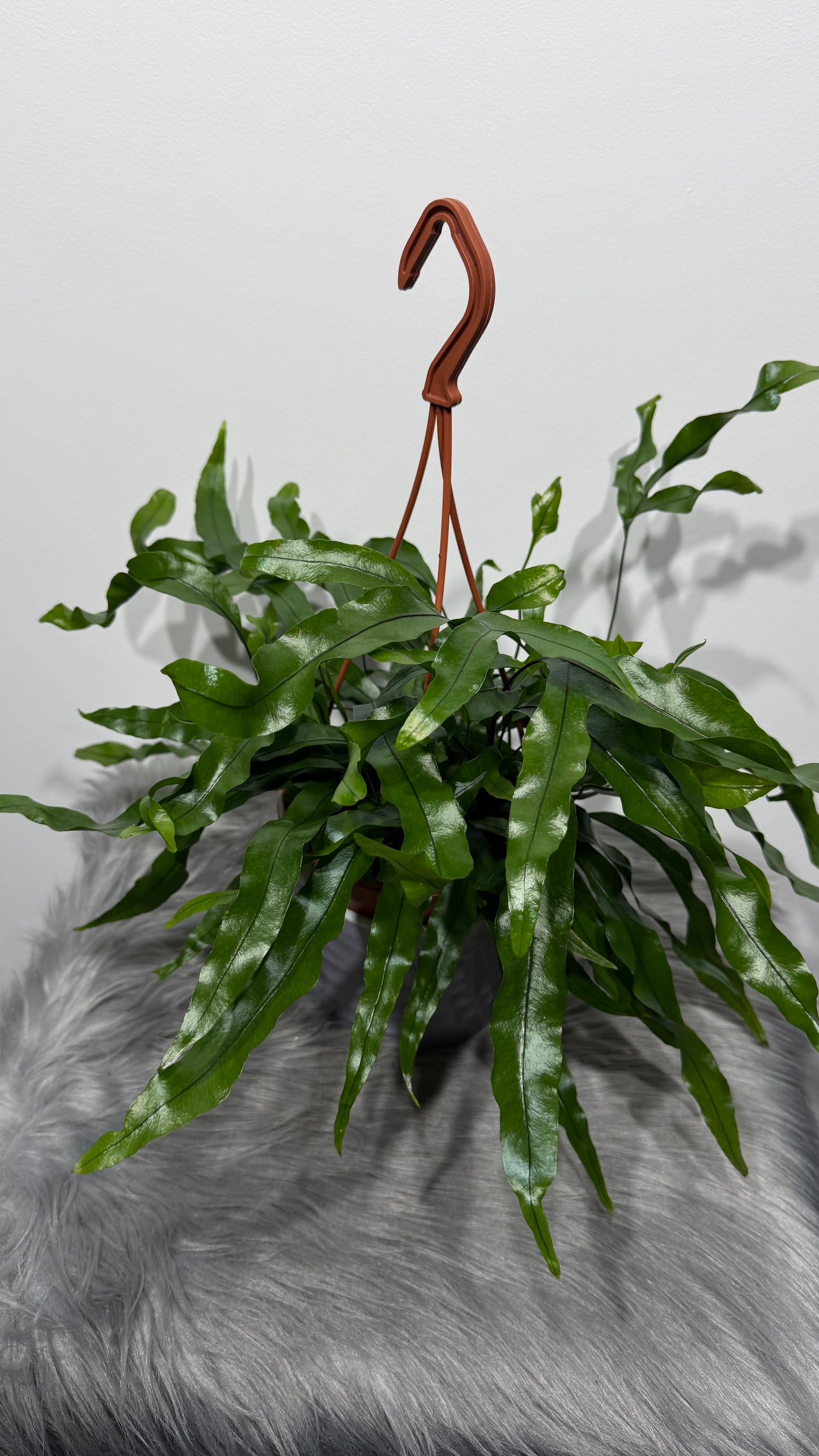 Microsorum Diversifolium