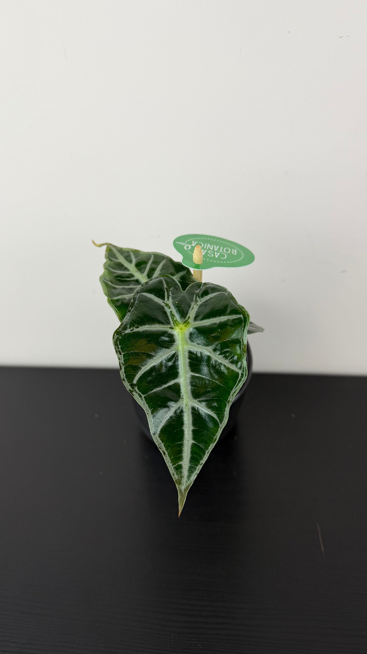 Alocasia Mandalay