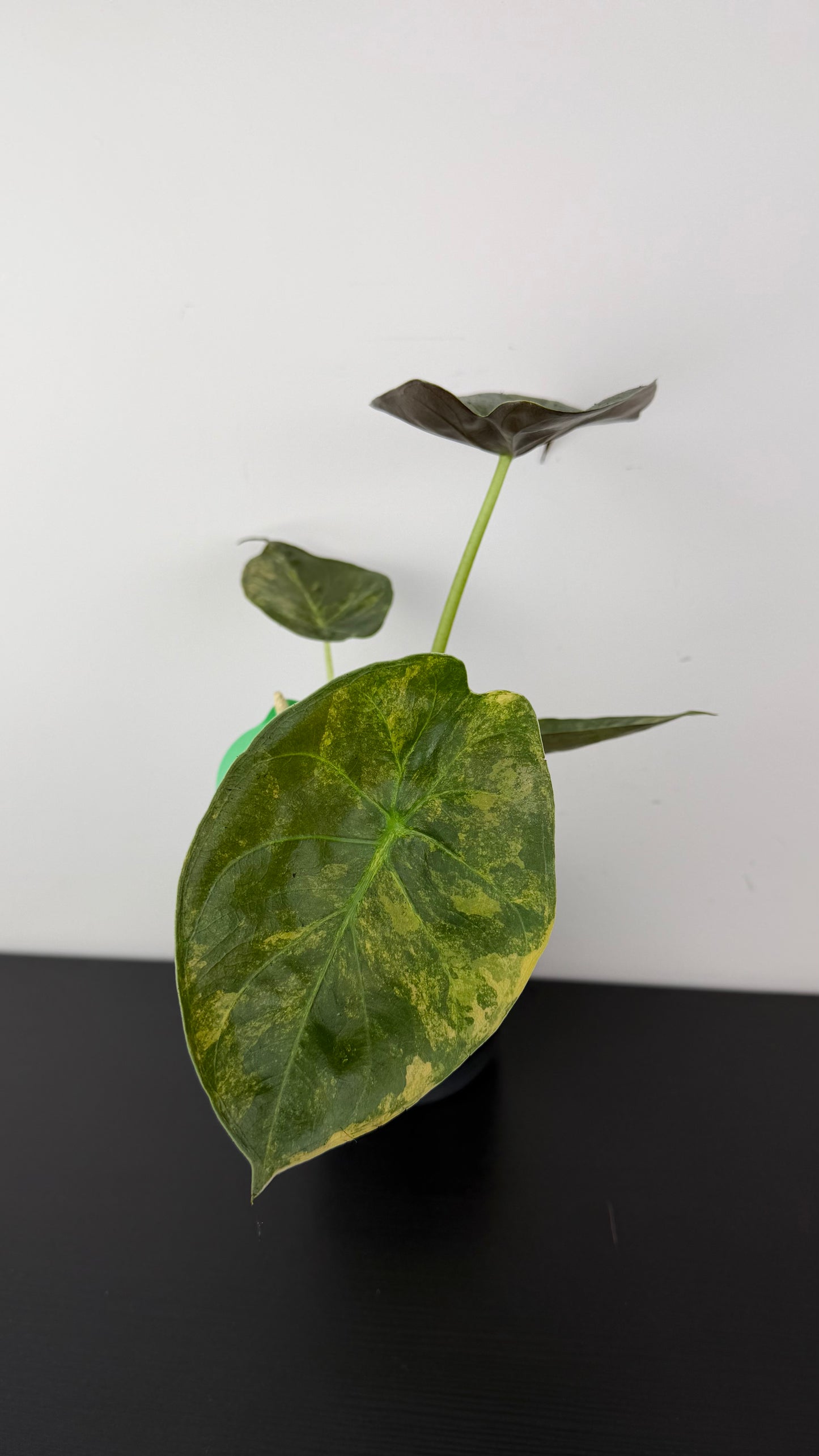Alocasia Wentii Variegata