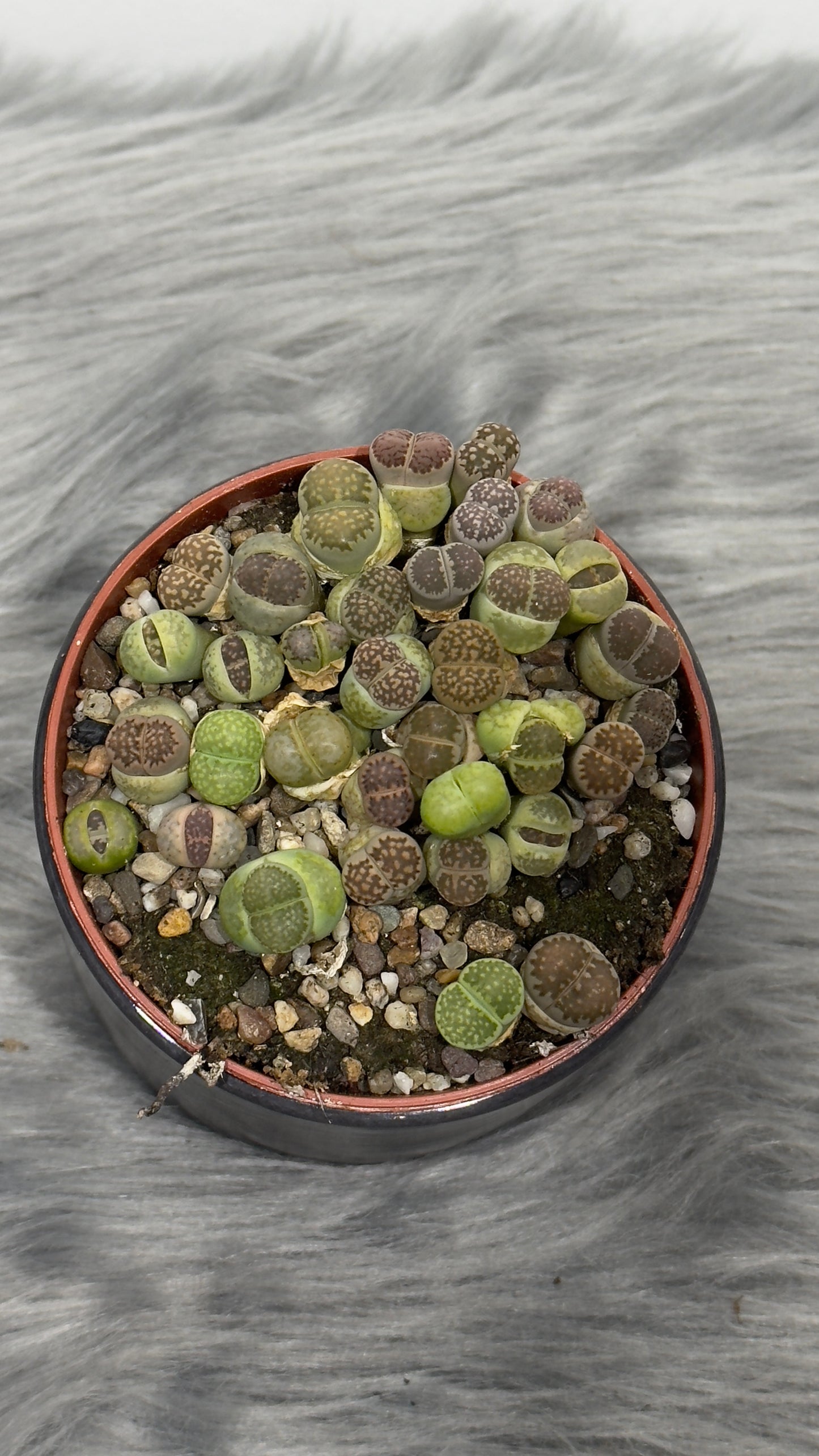Lithops 4