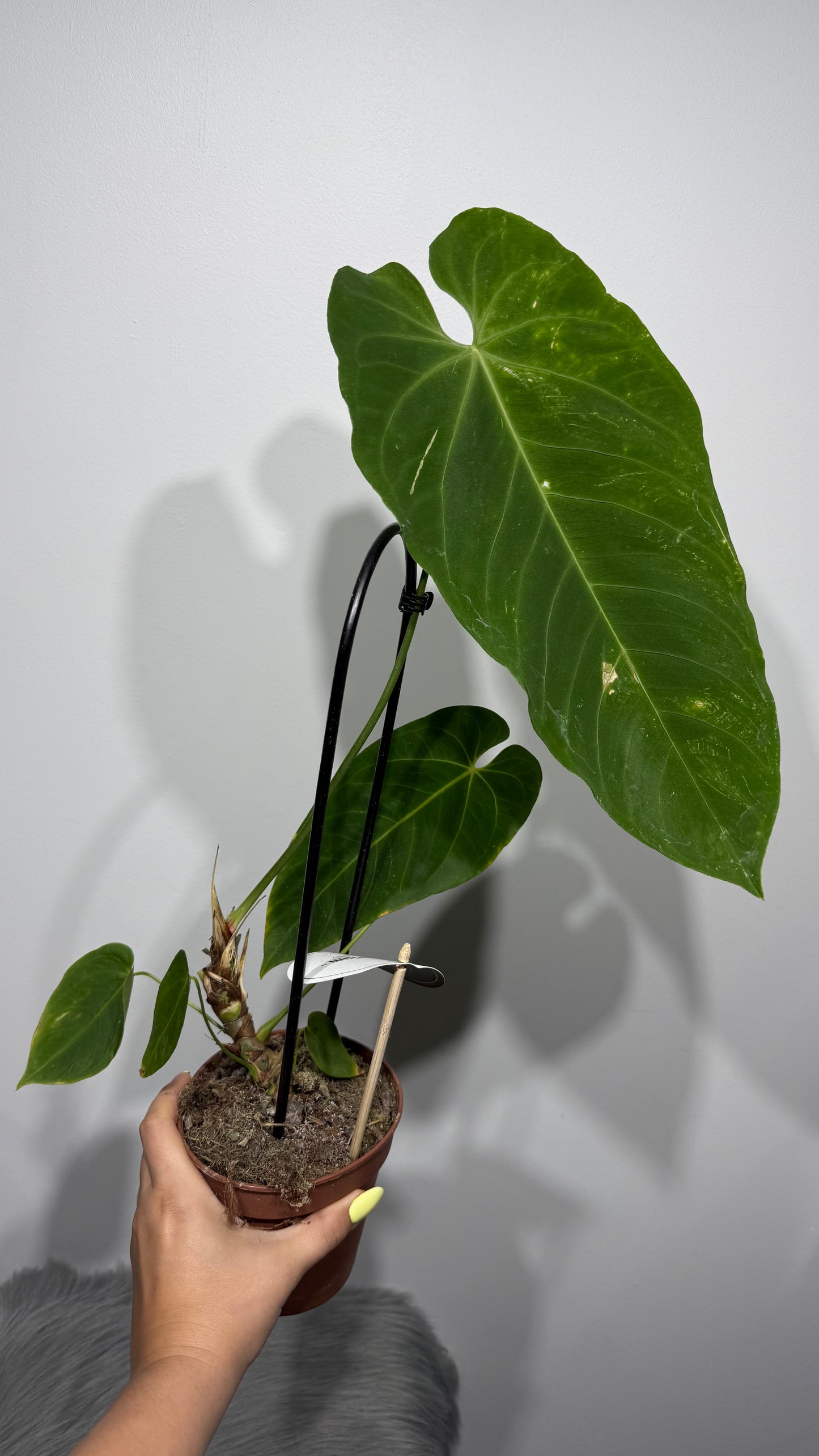 Anthurium Queremalense
