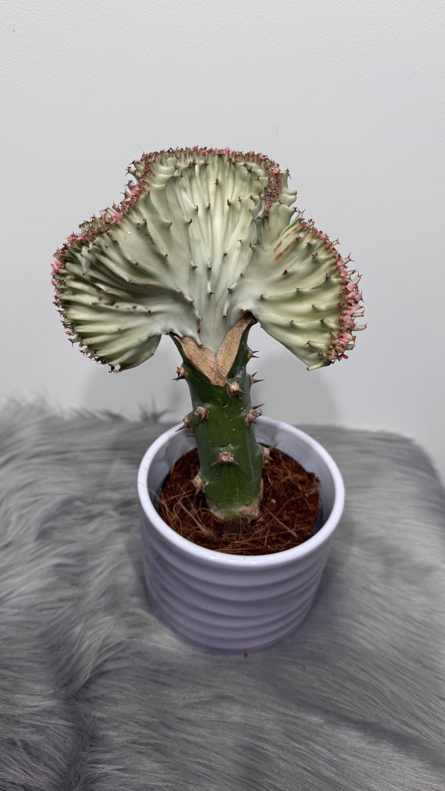 Euphorbia Cristata