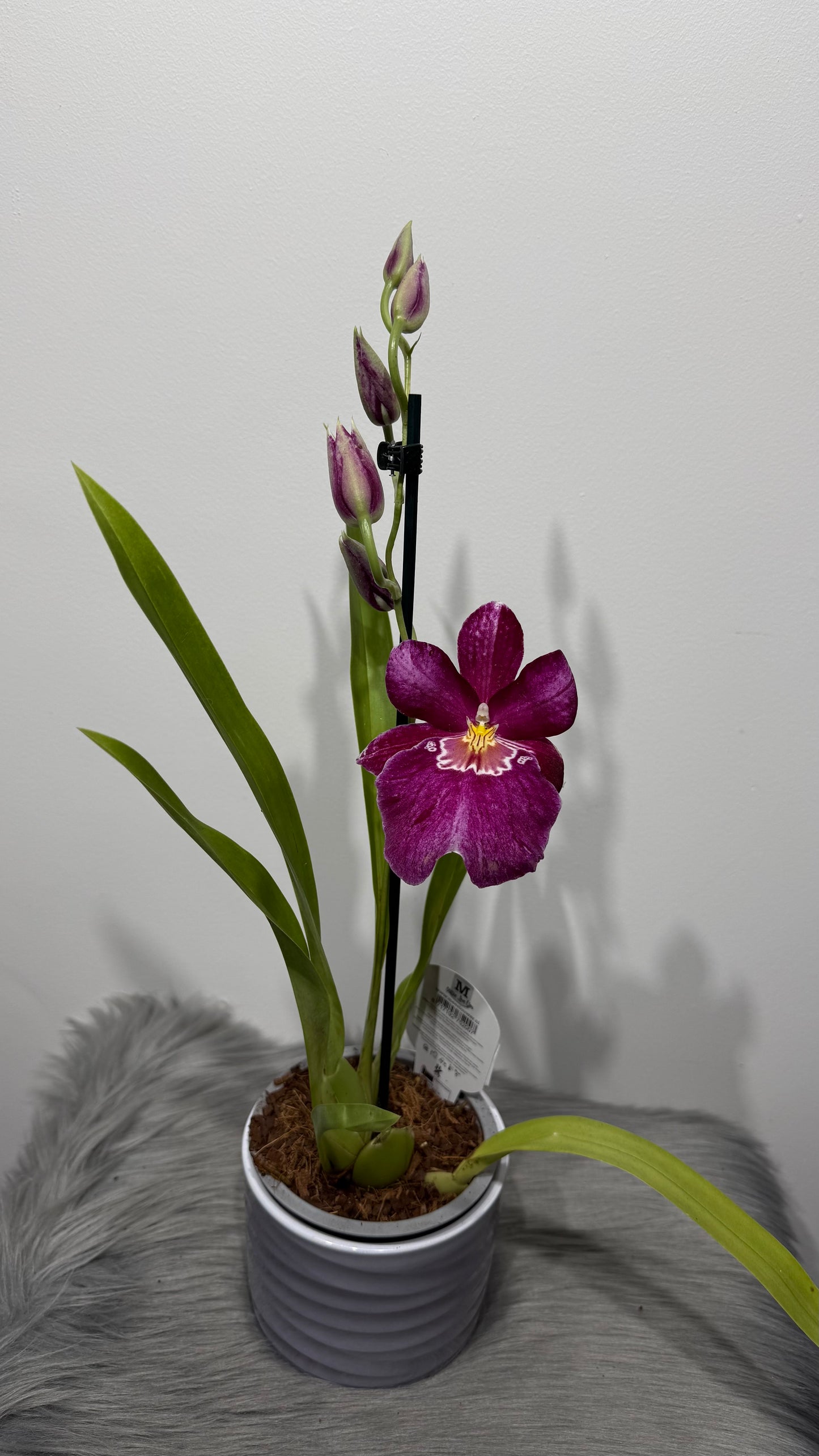 Orhideja Miltoniopsis 2