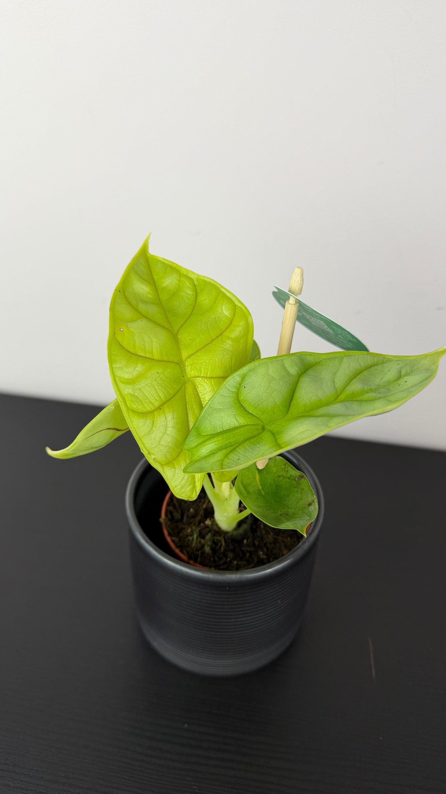 Alocasia Golden Dragon