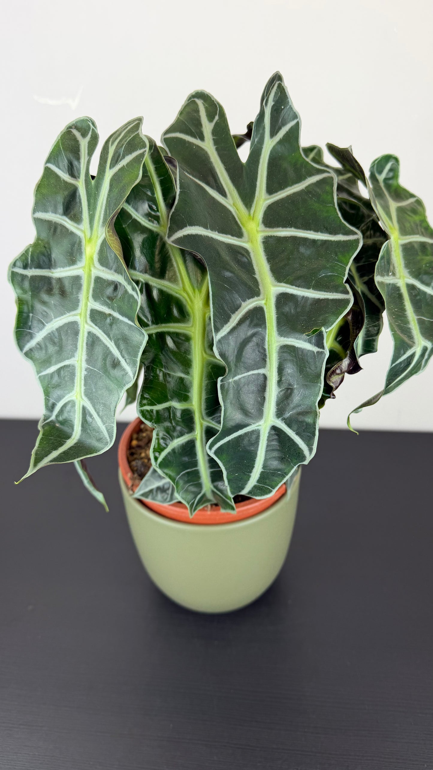 Alocasia Polly
