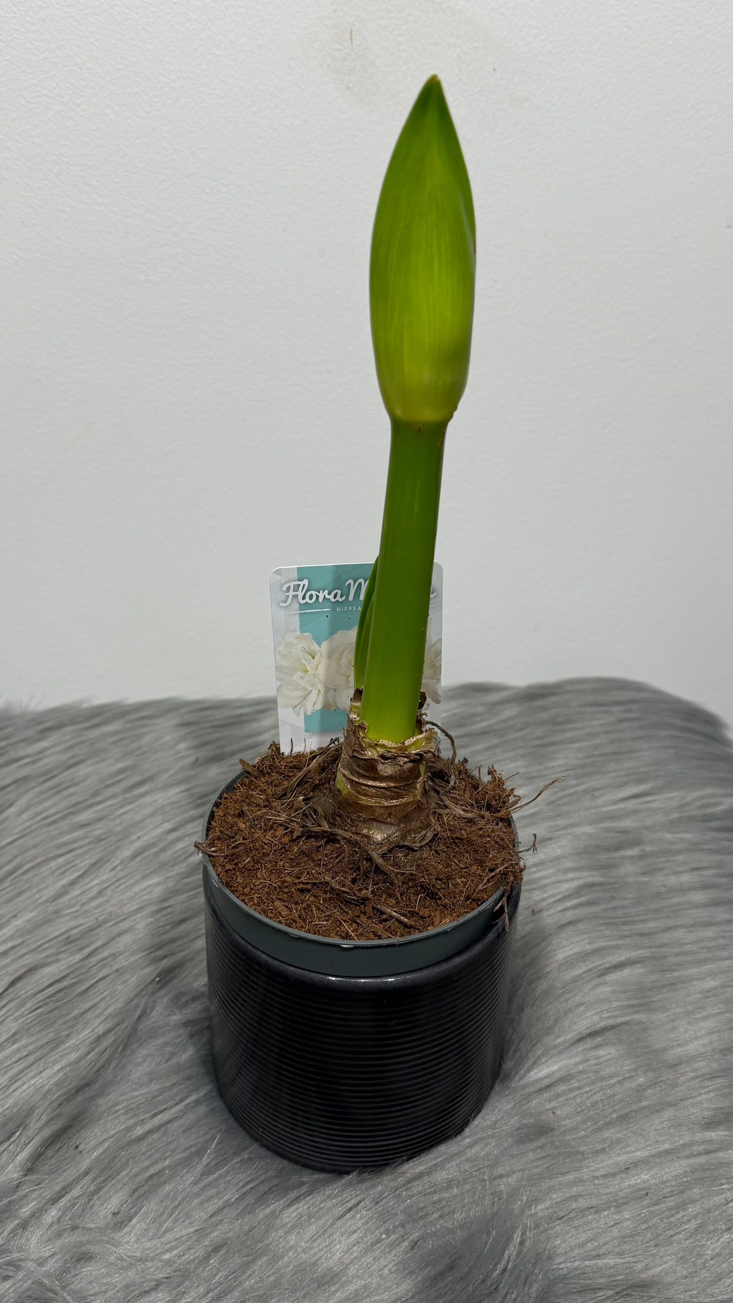 Hippeastrum Alfresco