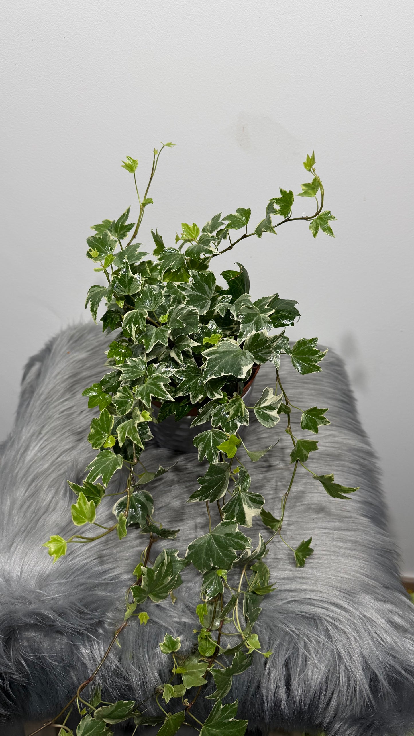 Ivy Variegata