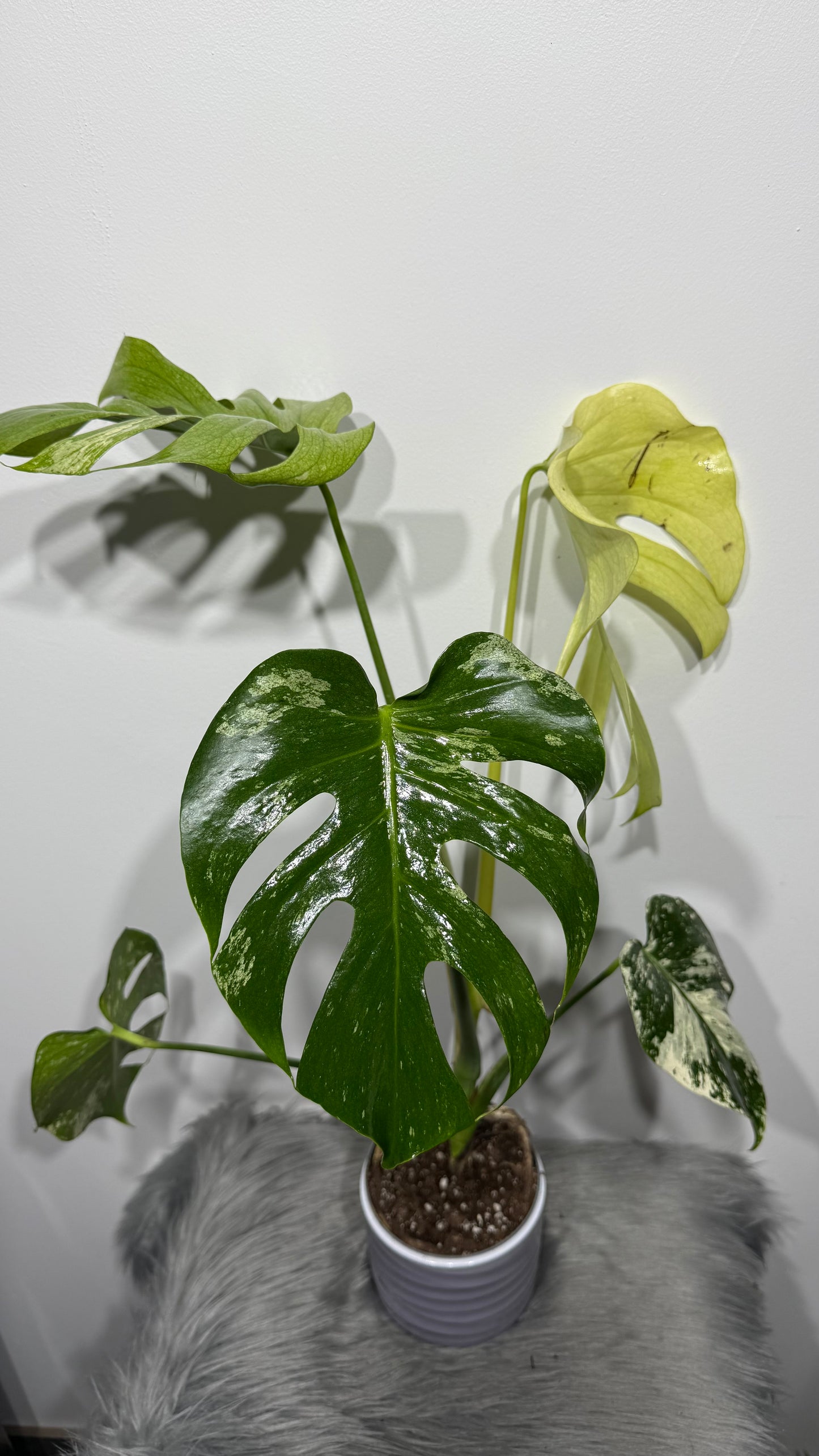 Monstera Mint