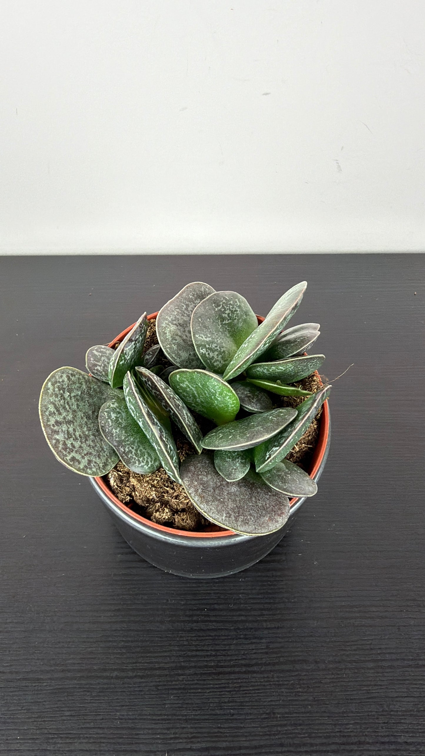 Adromischus 4