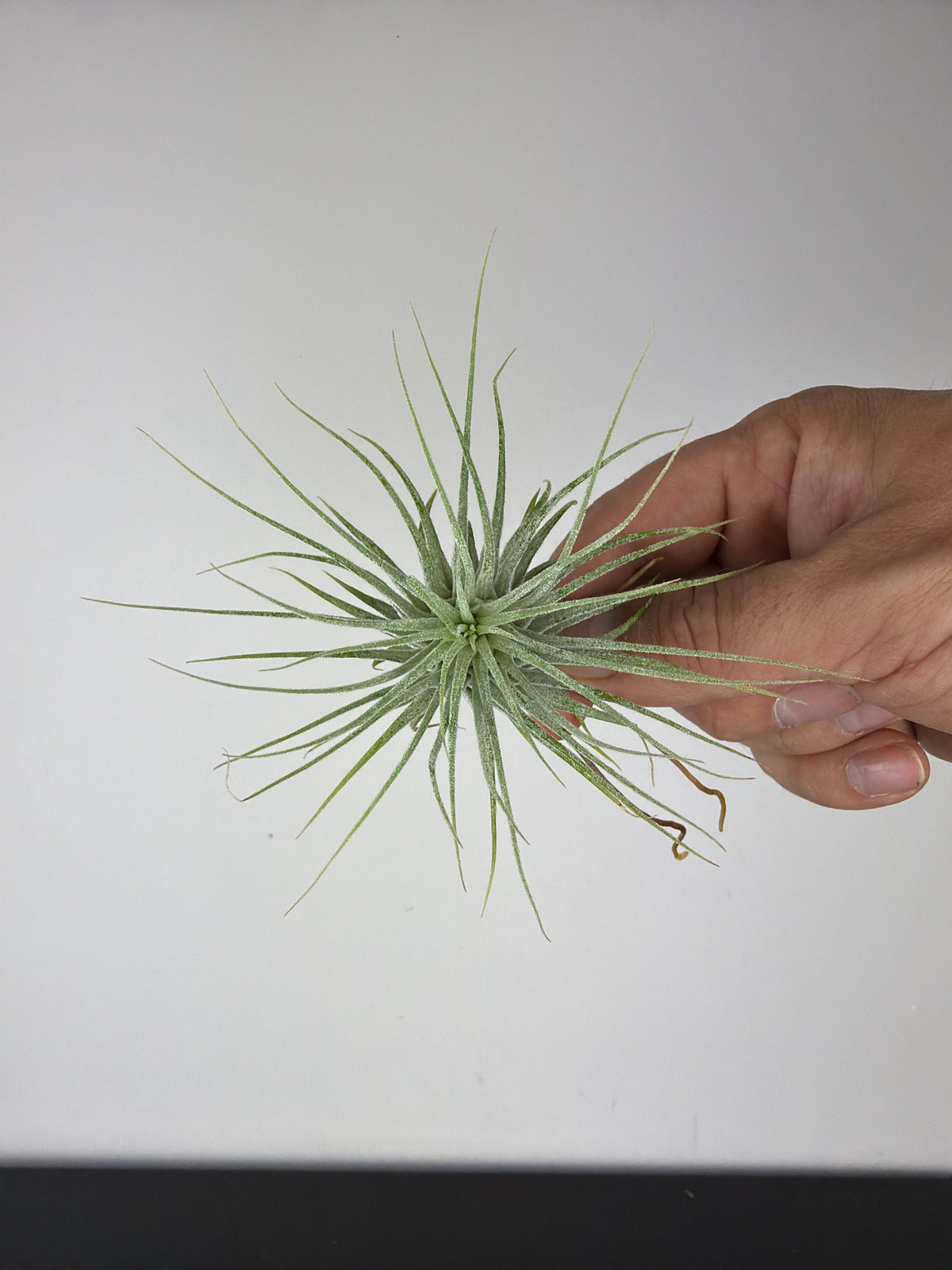 Tillandsia Air plant 8