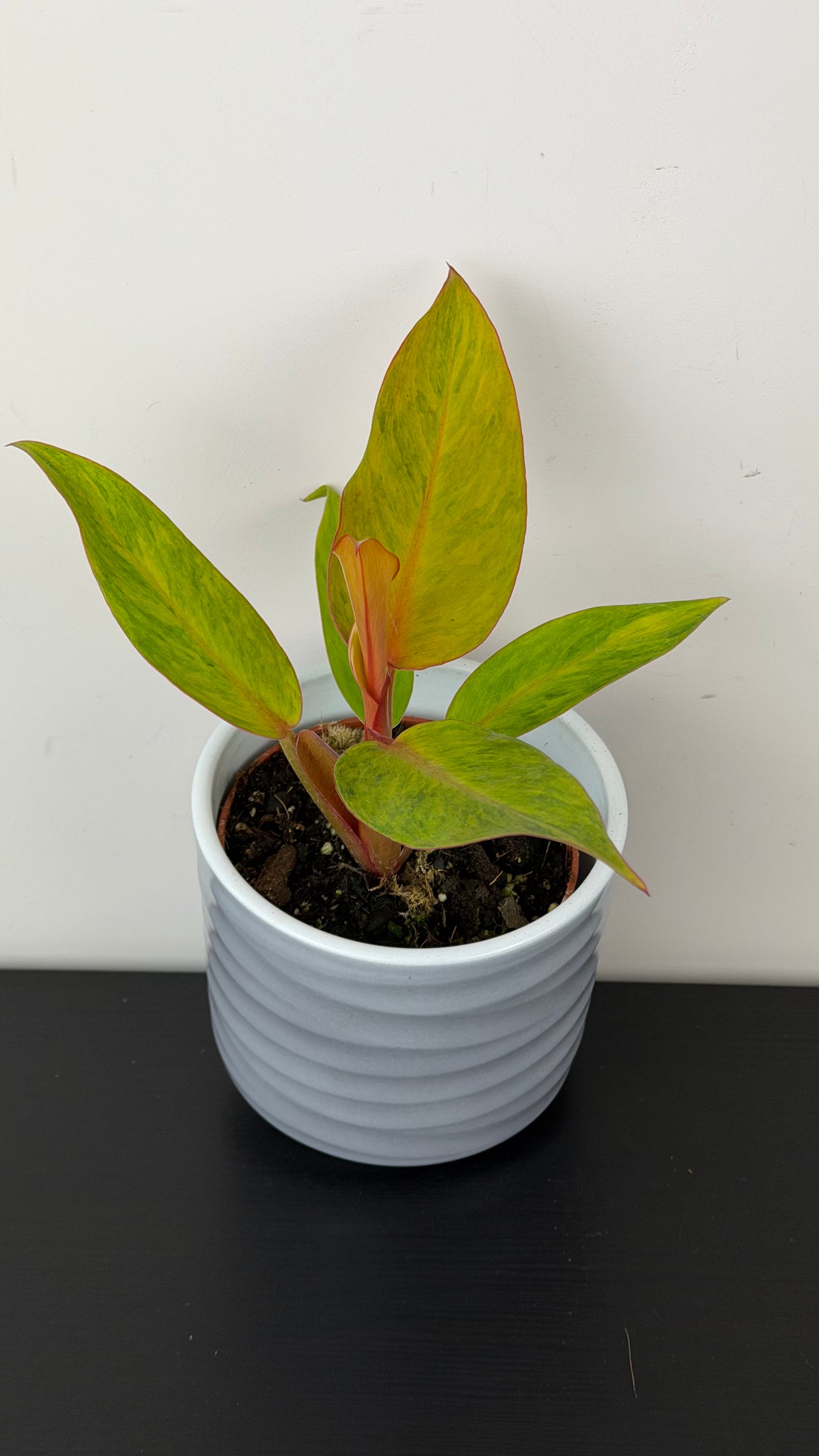 Philodendron Orange Marmalade
