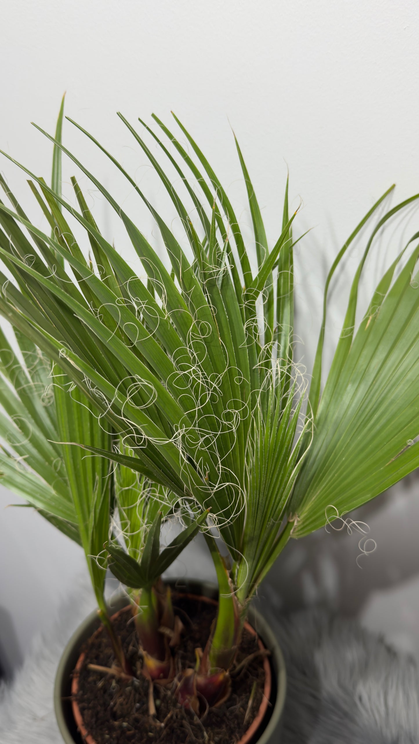 Washingtonia Filifera - www.augi-plants.lv