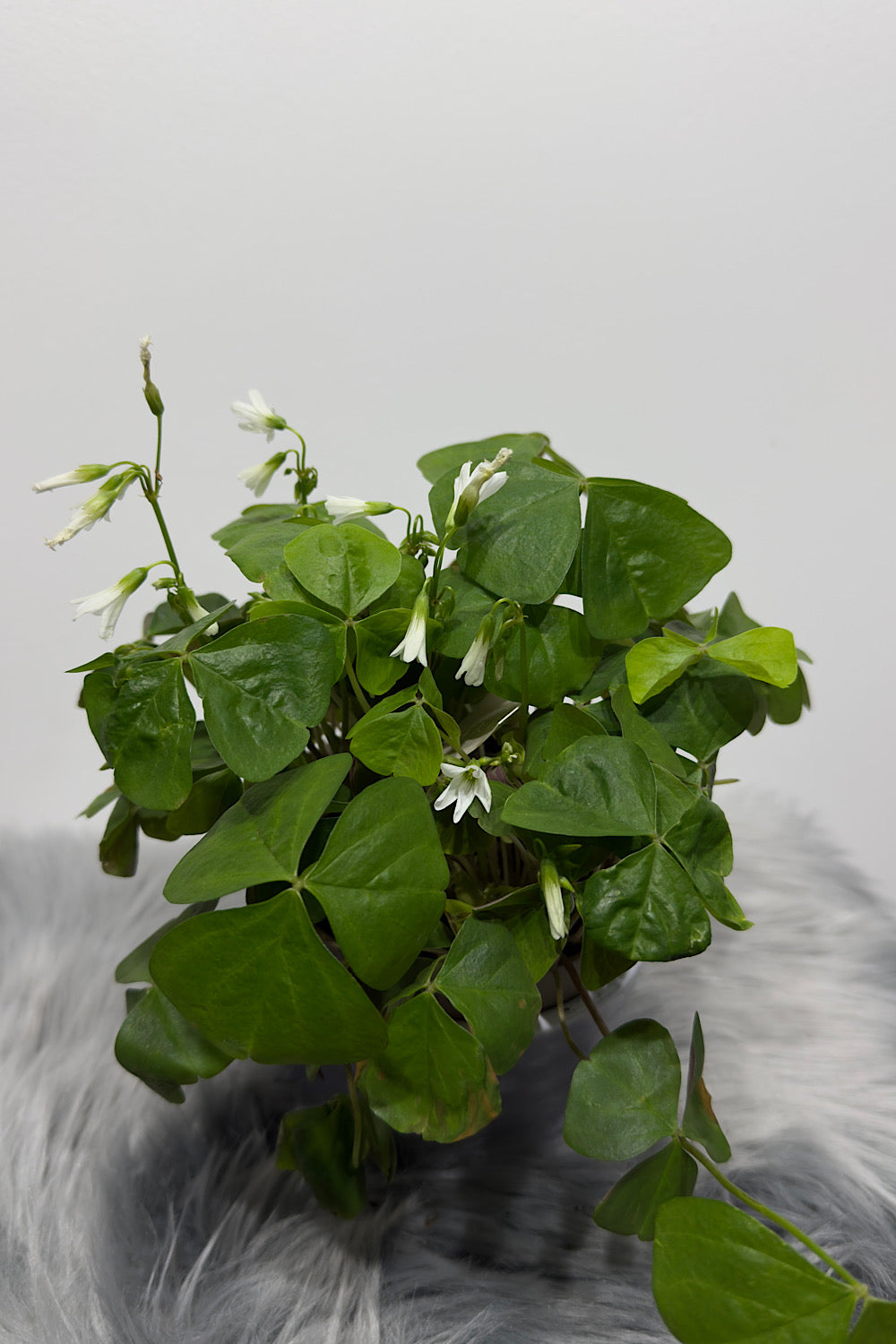 Oxalis green - www.augi-plants.lv