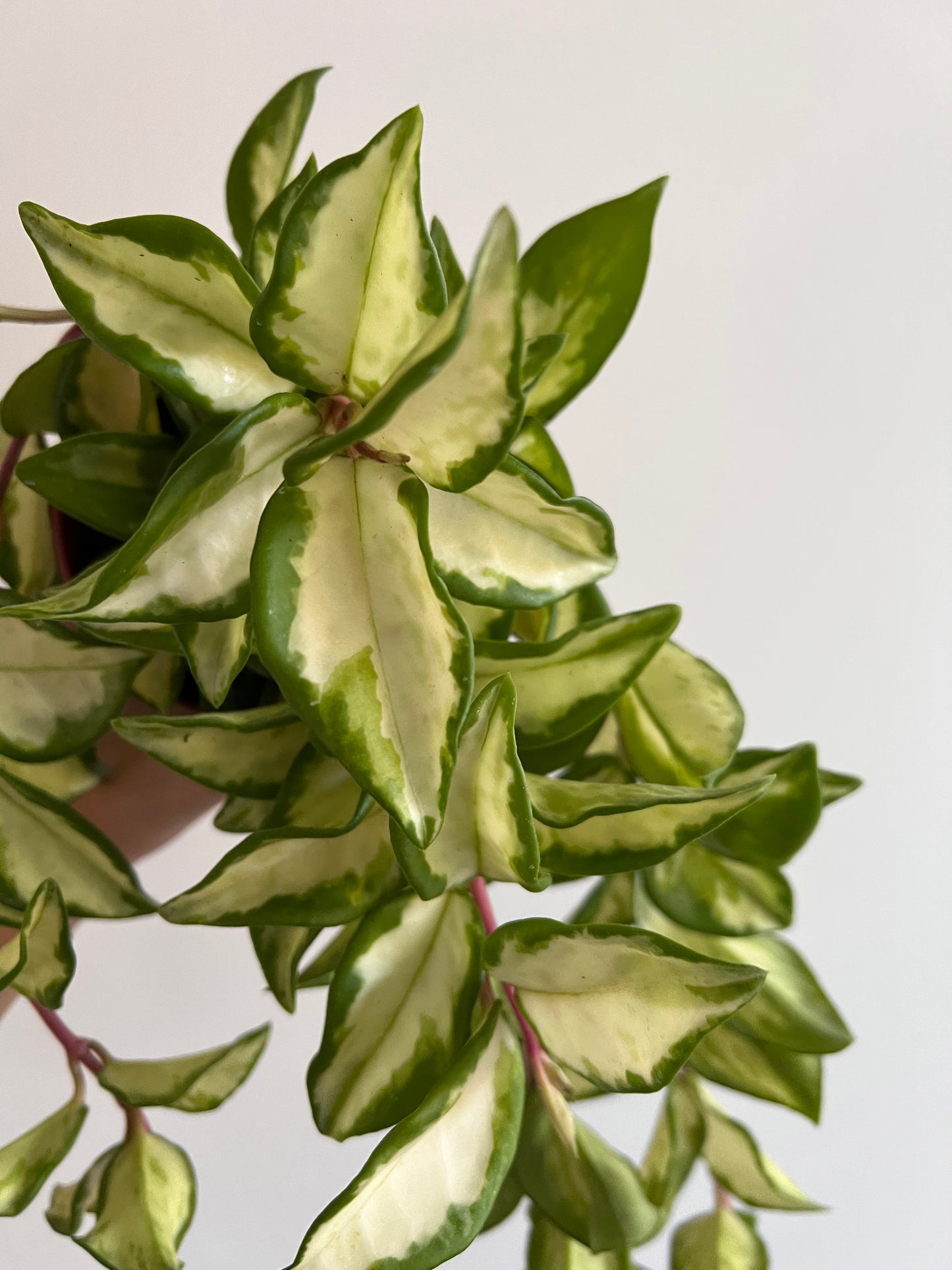 Hoya carnosa 'Tricolor' - www.augi-plants.lv