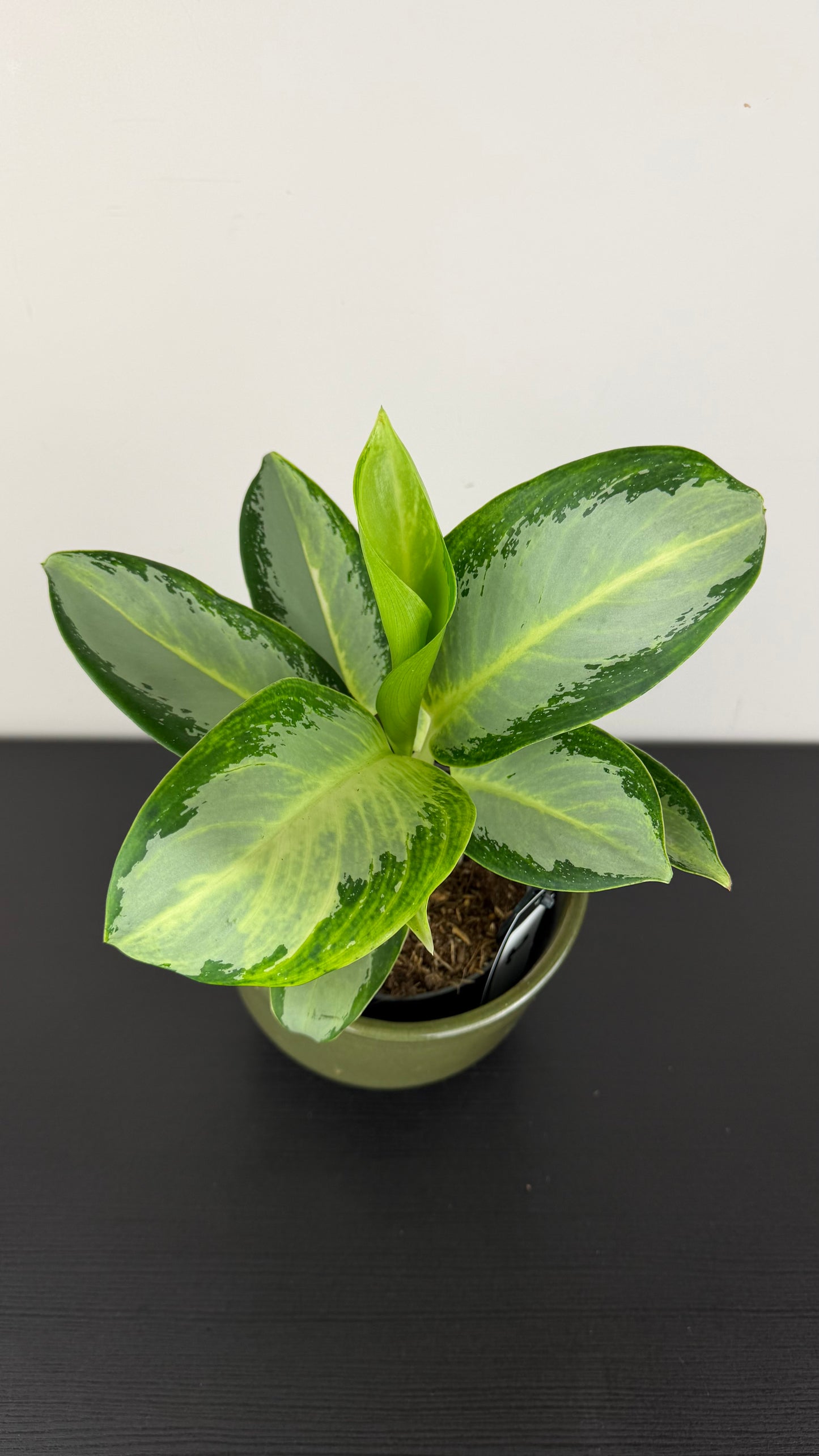 Aglaonema 2