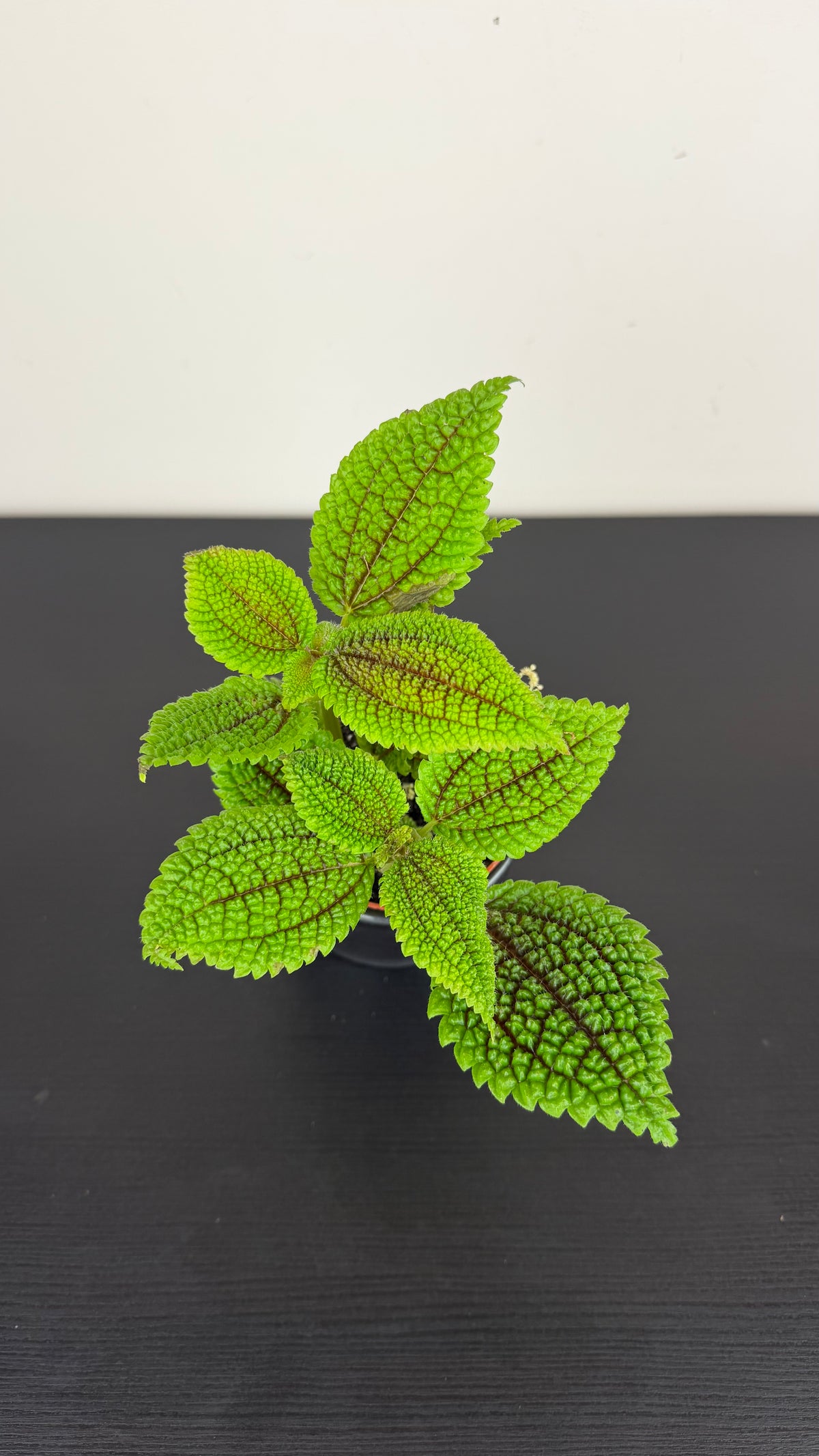 Pilea Moon Valley