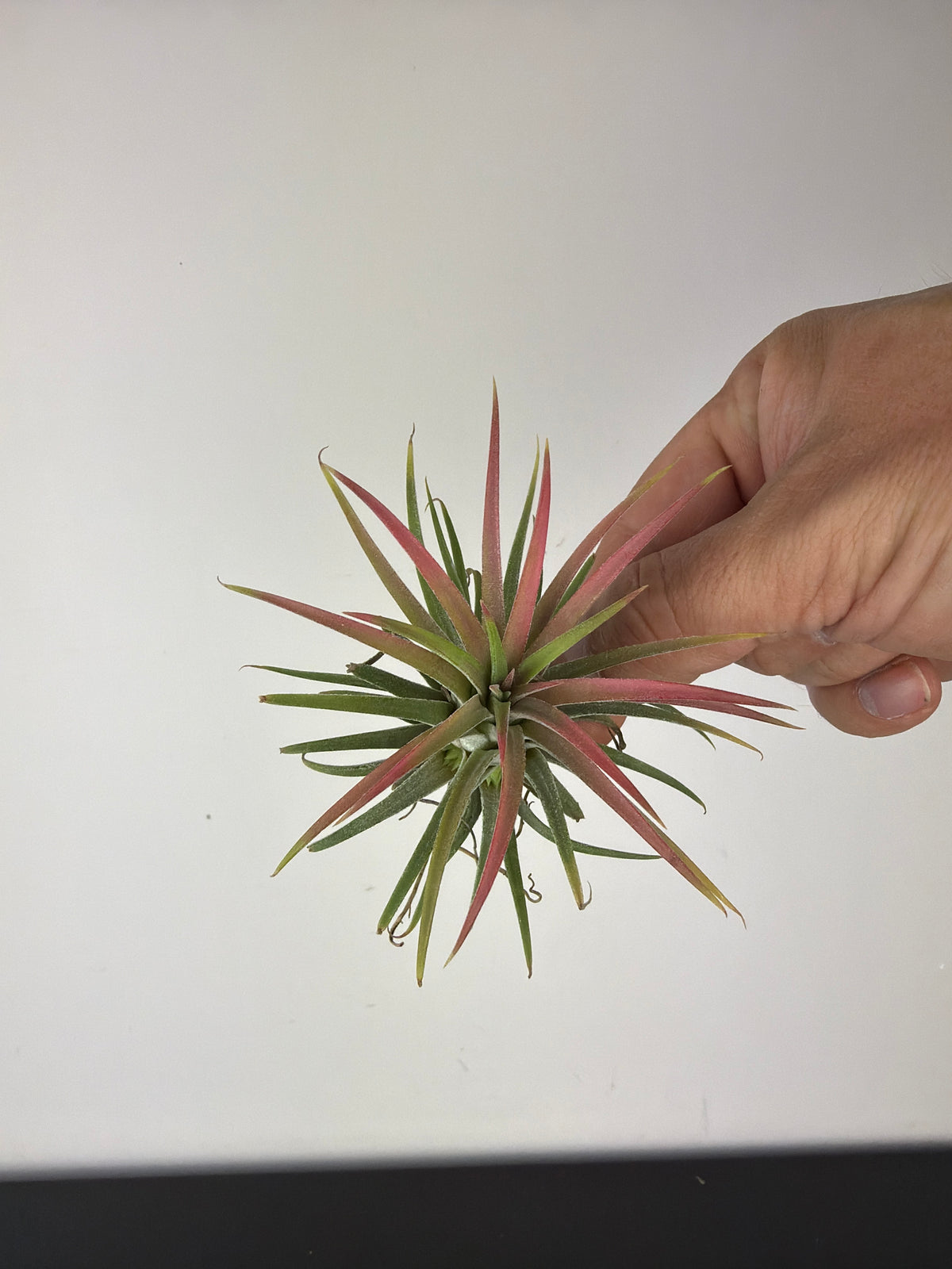 Tillandsia Air plant 4