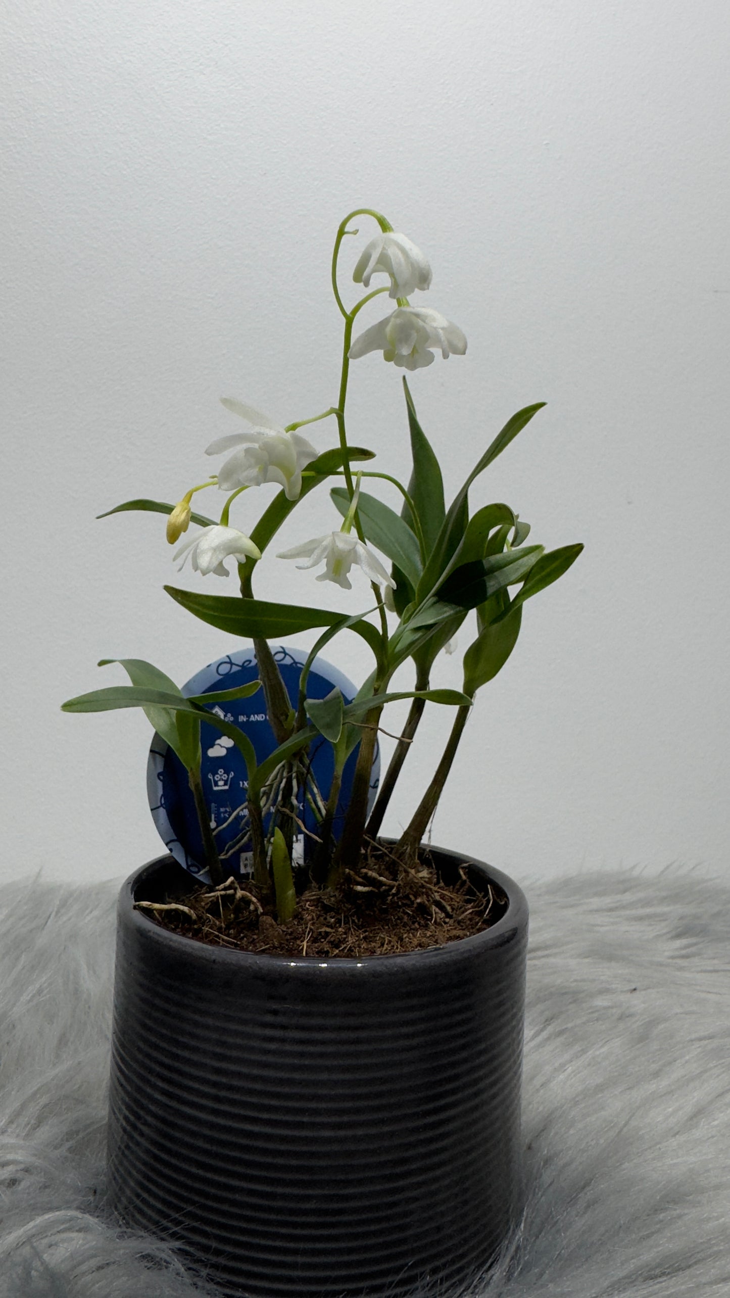 Orhideja Dendrobium Kingeanum SMARŽO! - www.augi-plants.lv