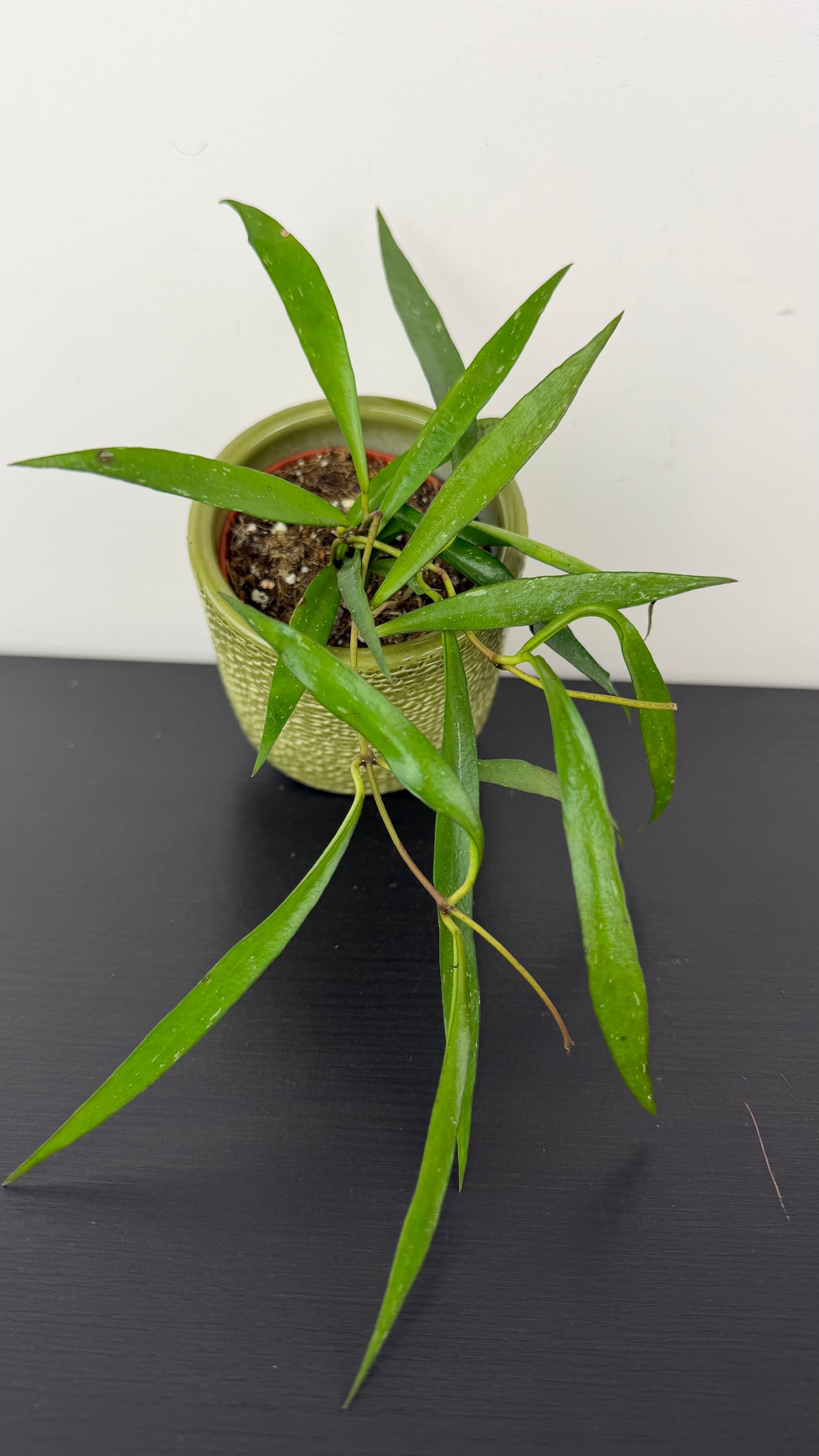 Hoya mirabilis