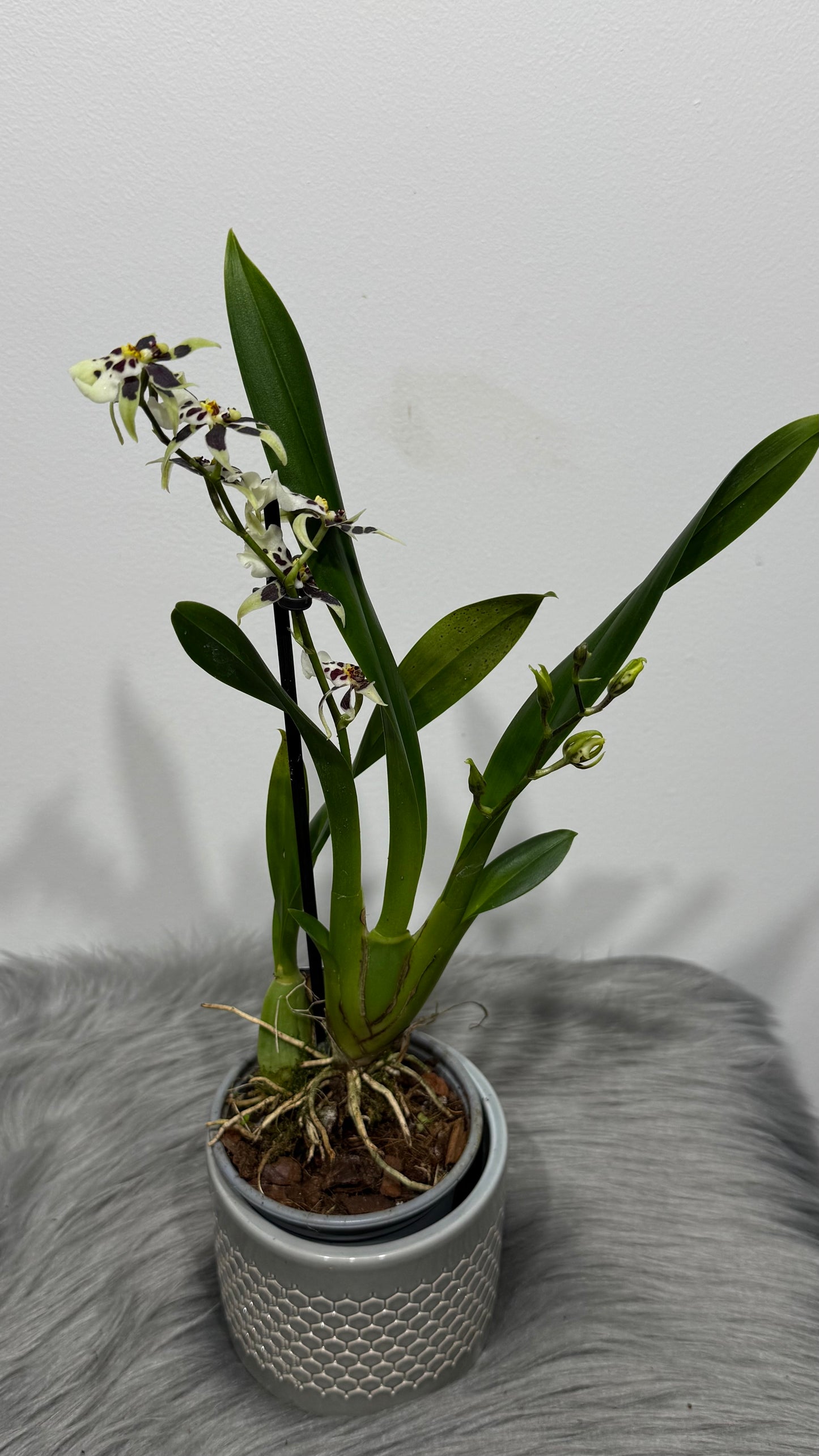 Orhideja Cambria 16