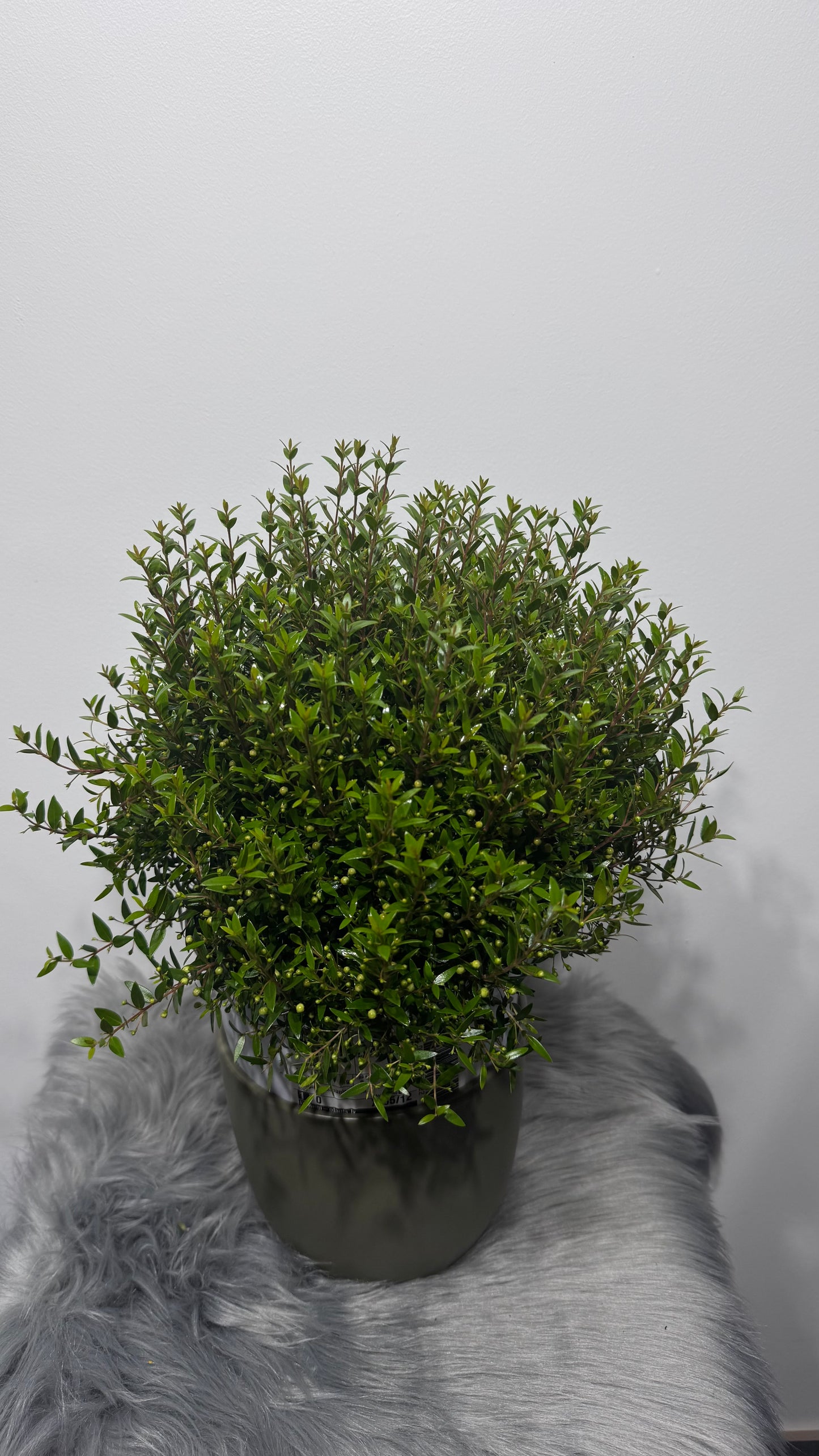 Myrtus Communis Mirte