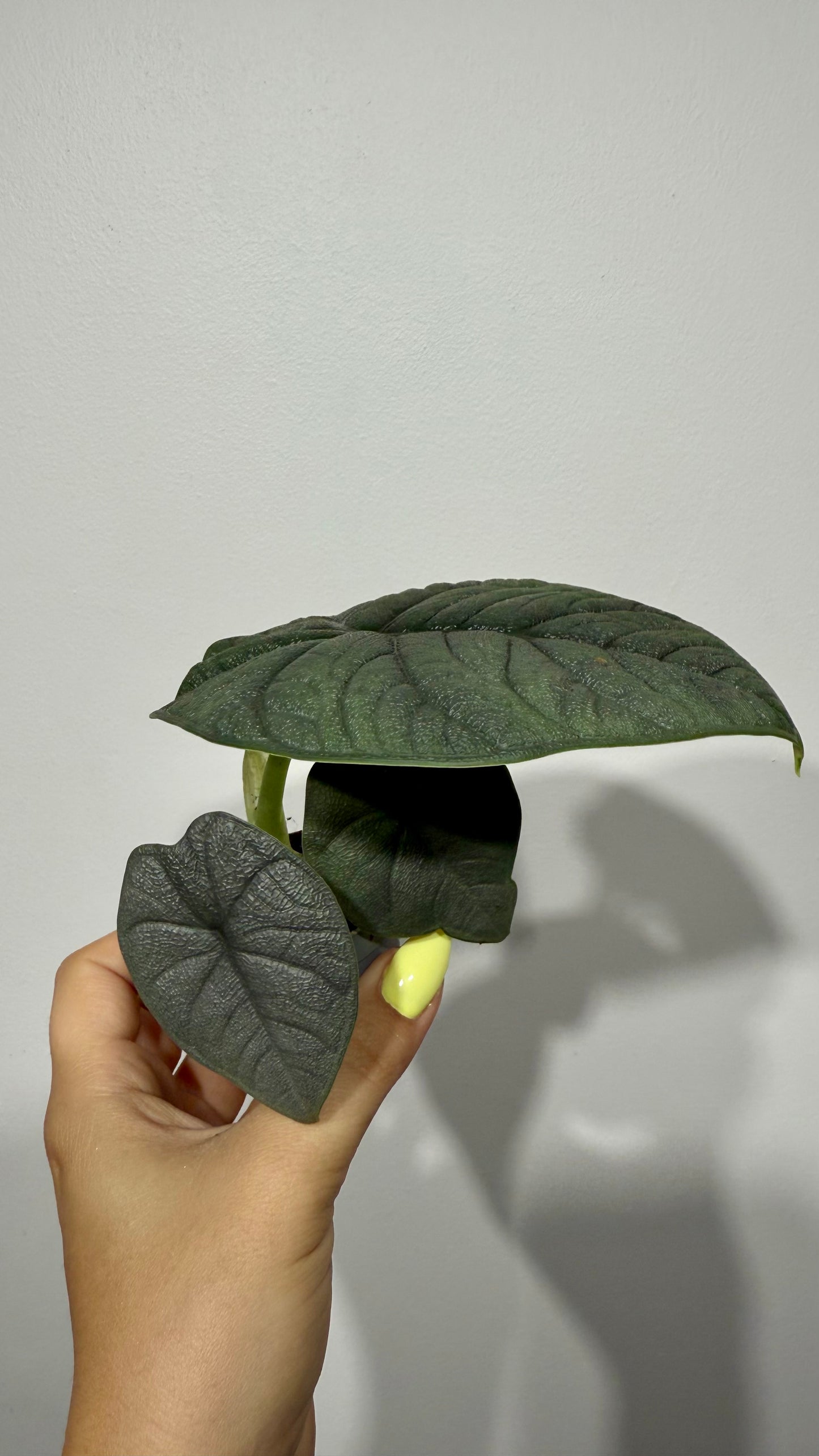 Alocasia Melo