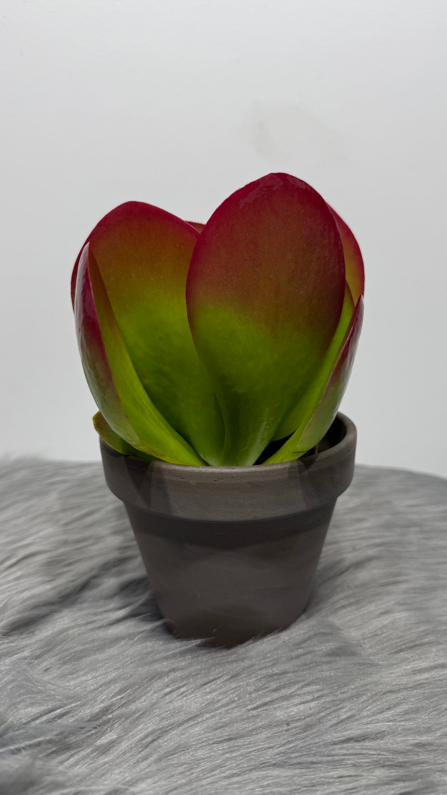 Kalanchoe Thyrsiflora