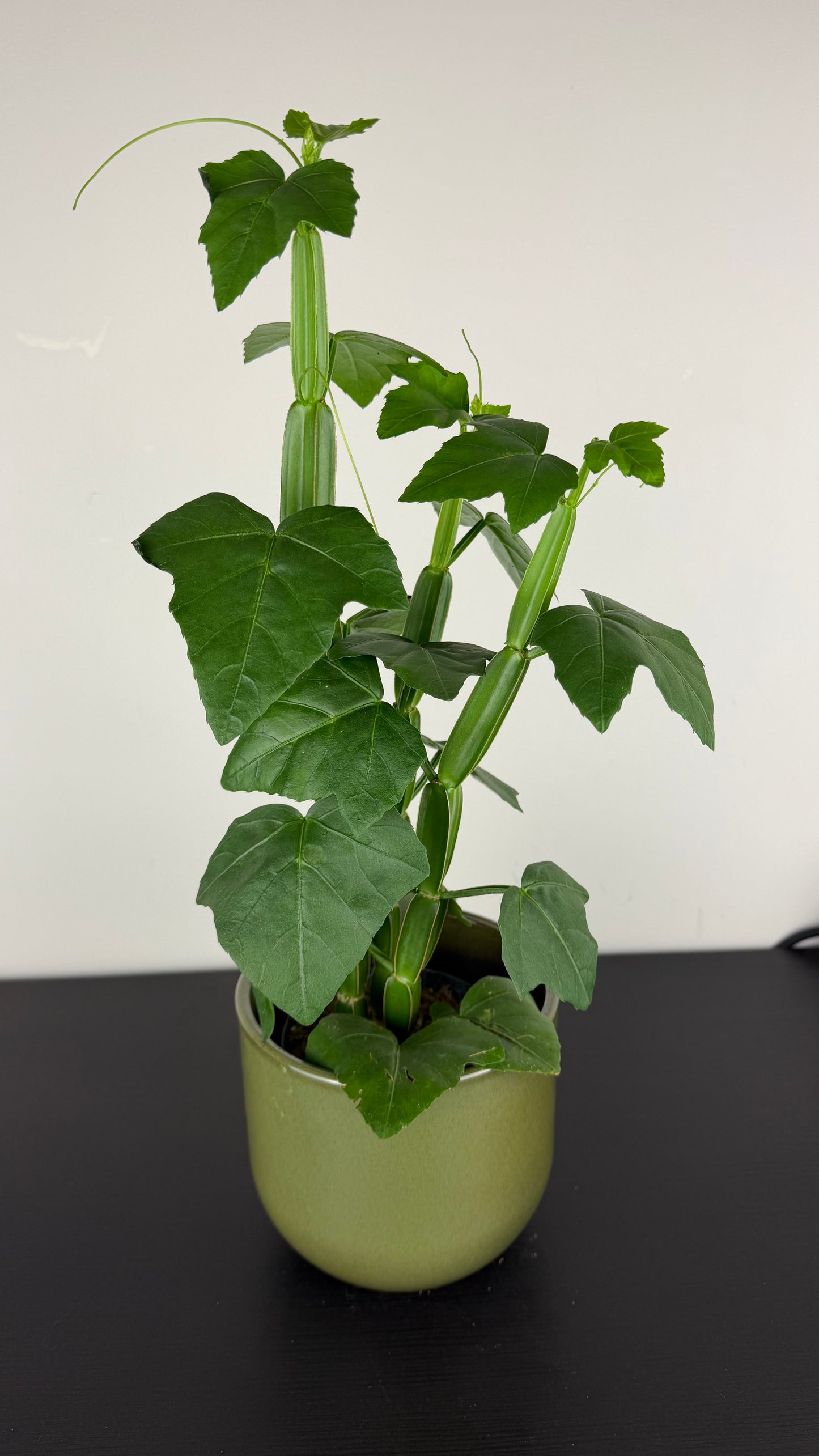Cissus quadrangularis